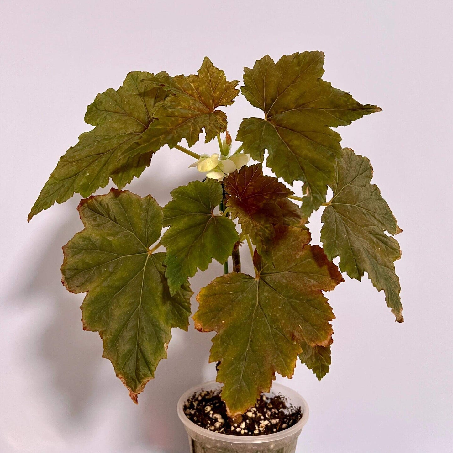 Begonia ‘Bangeless’ is a hybrid begonia celebrated for its velvety foliage and distinctive coloration. The large, palmately lobed leaves are covered in fine hairs, giving them a soft, satin-like texture. Their color shifts from deep green to bronze-green depending on the light, creating a rich, almost iridescent effect. New growth often emerges with a reddish tint, while mature leaves display prominent veins and a firm, textured surface.