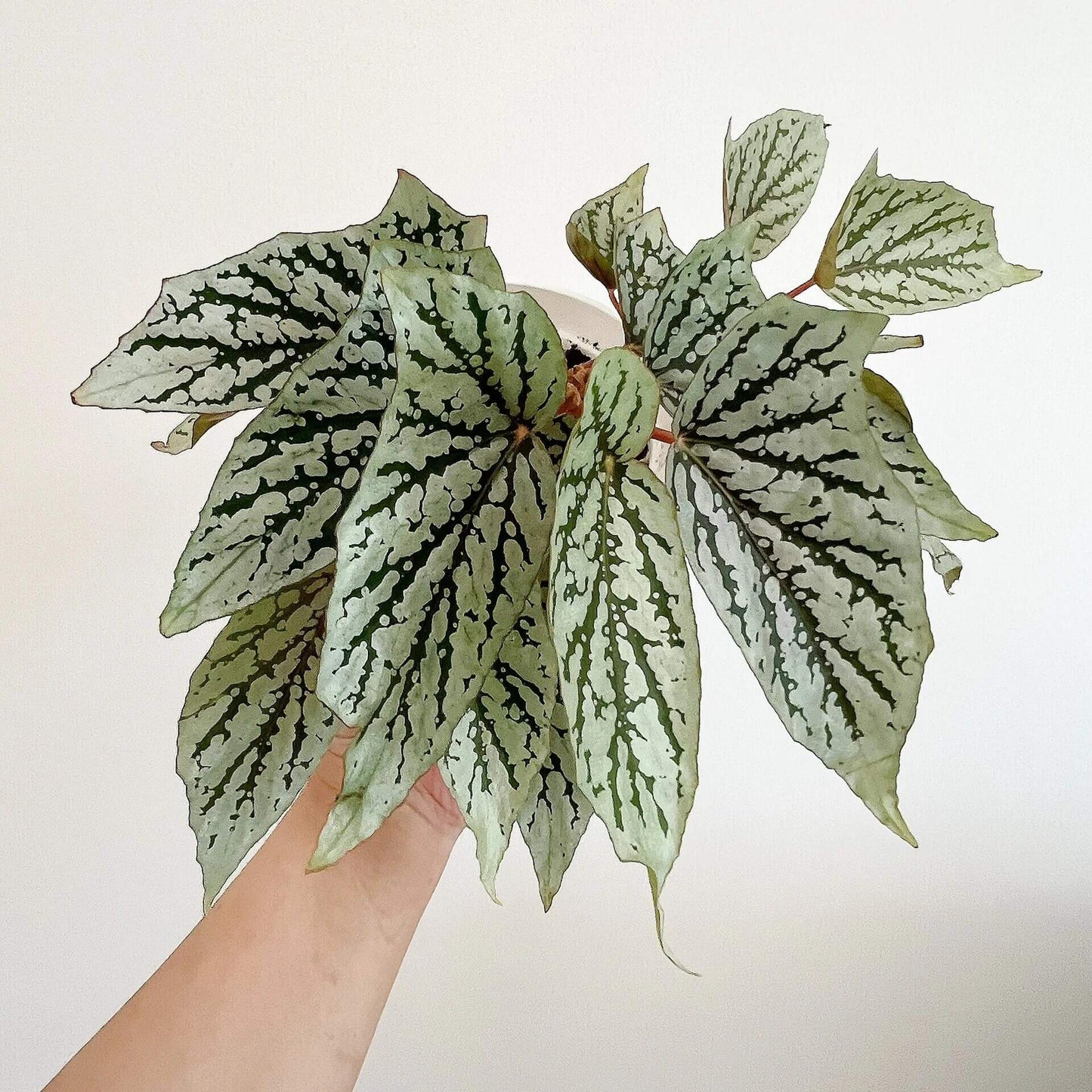 Begonia ‘Cat Ears’ is a stunning ornamental plant celebrated for its unique foliage that resembles the shape of a cat’s ears. Its elongated, pointed leaves feature deep green veins traced with shimmering silver patterns, creating a striking contrast that catches the light beautifully.