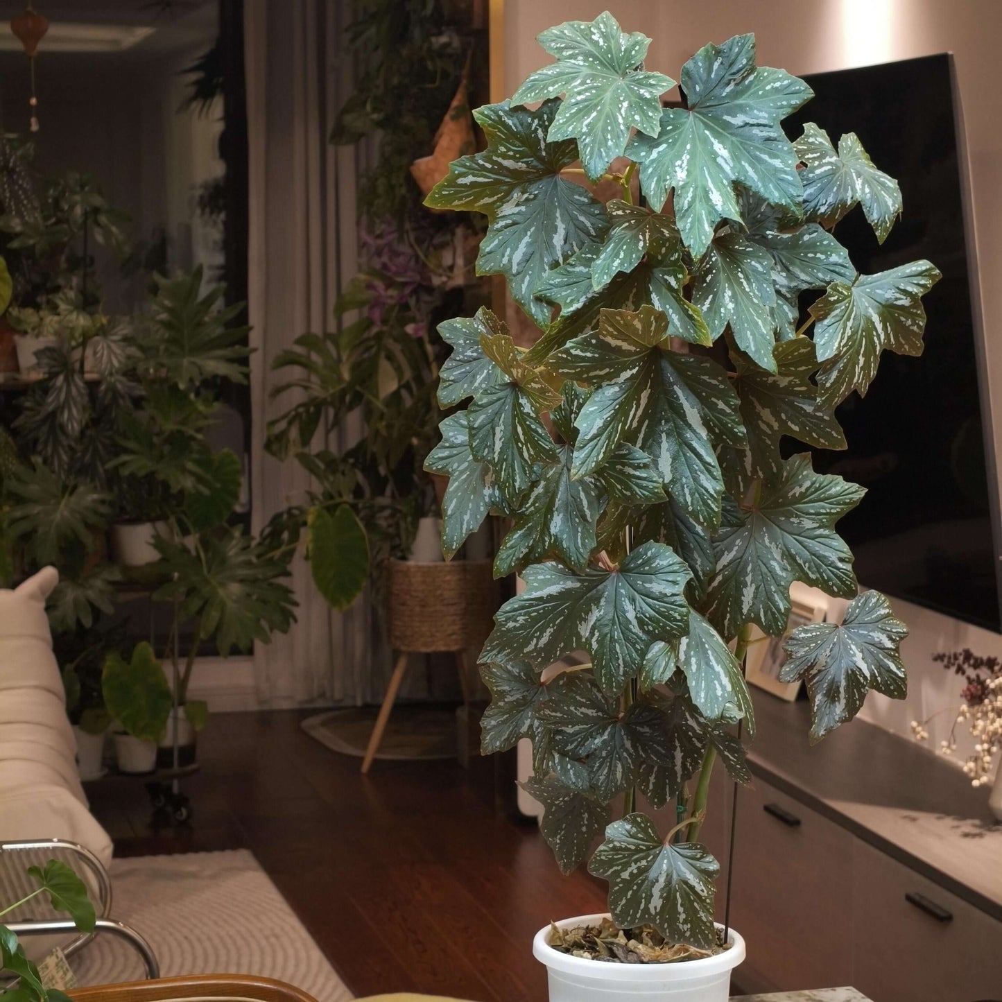 Begonia Diadema 'Pink Delight' is a captivating hybrid begonia known for its striking foliage and delicate pink flowers. This cultivar is a cross between Begonia diadema and Begonia odorata, combining the best traits of both species.