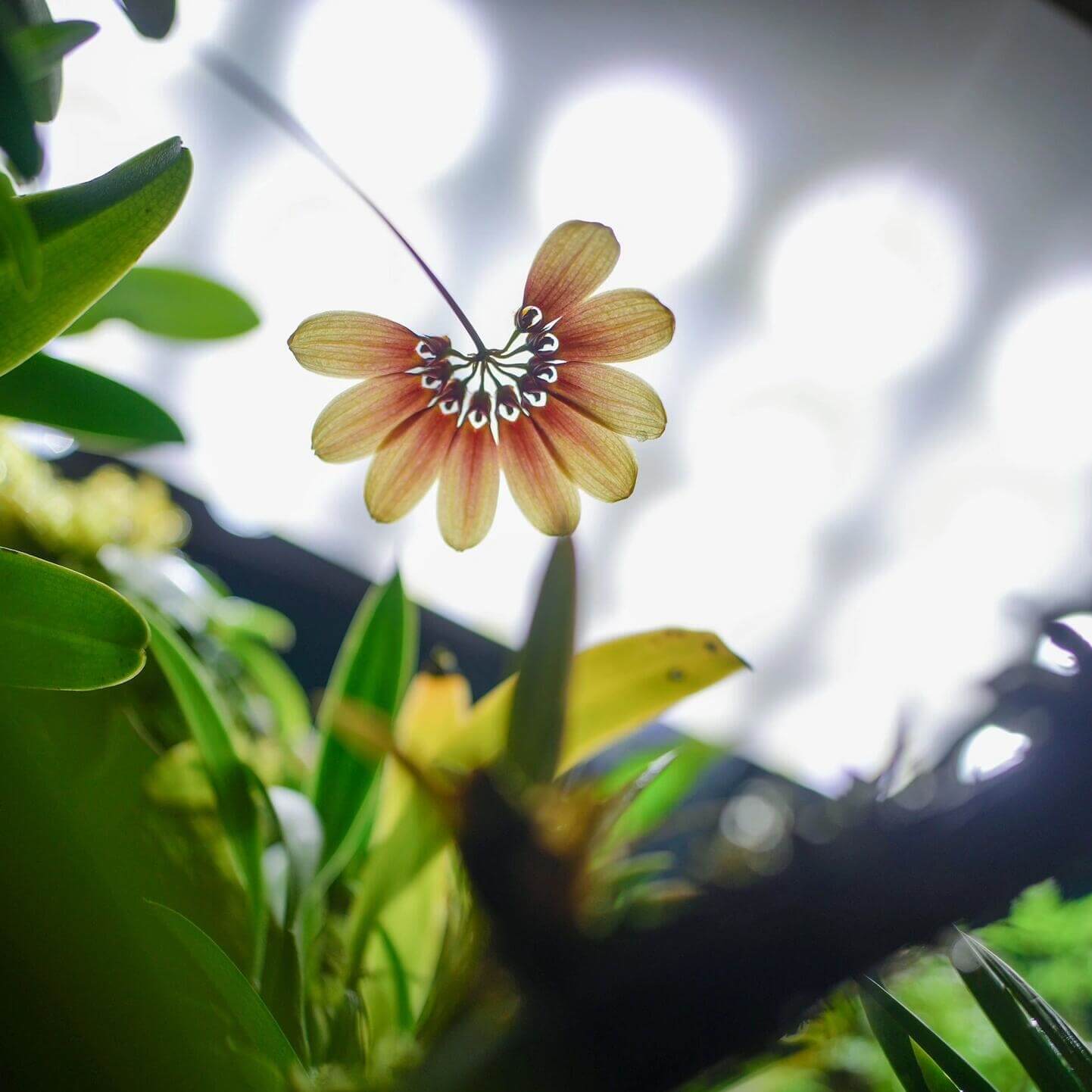 Bulbophyllum mastersianum is a captivating miniature orchid native to the montane forests of Borneo and the Moluccas, thriving at elevations up to approximately 500 meters.