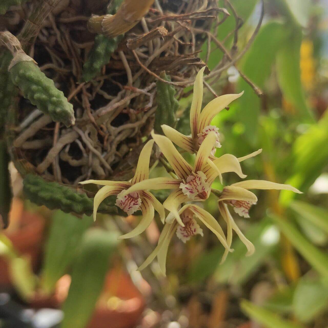 Dendrobium cucumerinum, commonly known as the cucumber orchid or gherkin orchid, is a miniature epiphytic orchid native to eastern Australia. Its unique, cucumber-shaped leaves and delicate flowers make it a favorite among tropical plant enthusiasts and orchid collectors. This plant thrives in controlled environments with stable temperature and humidity, making it an ideal candidate for cultivation in terrariums or miniature ecosystems.