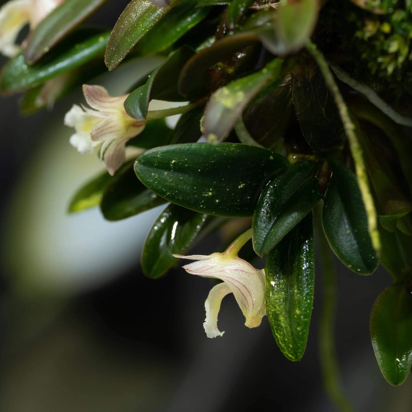 Dendrobium procumbens is a miniature epiphytic orchid native to the humid tropical forests of Peninsular Malaysia, particularly the Cameron Highlands. It belongs to the Bolbodium section of the Dendrobium genus and is recognized for its unique growth habit and delicate flowers.