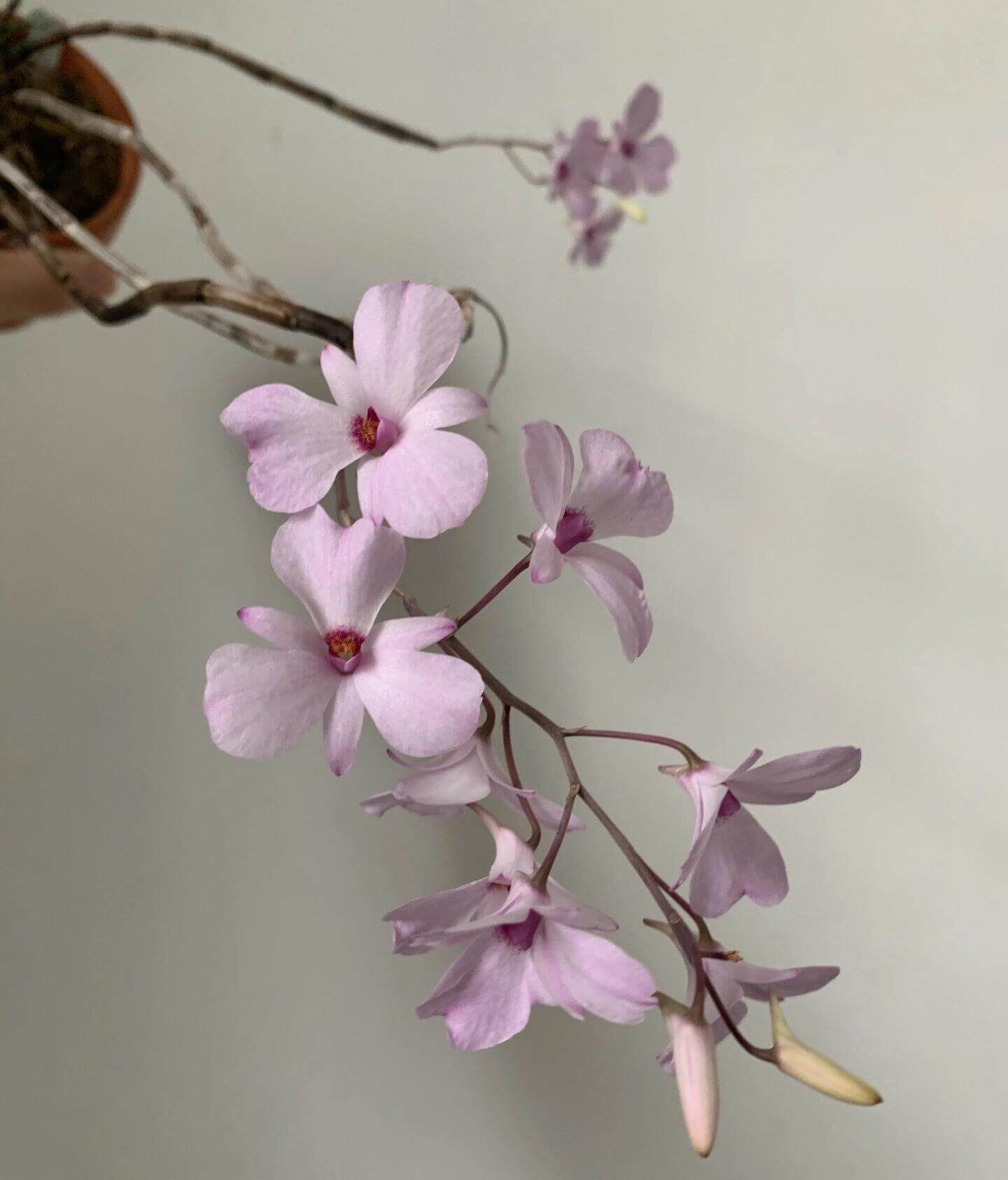 Dendrobium fytchianum is native to Myanmar (formerly Burma) and Malaysia, where it typically grows as an epiphyte on exposed tree branches overlooking rivers, at elevations of approximately 46–610 meters above sea level.