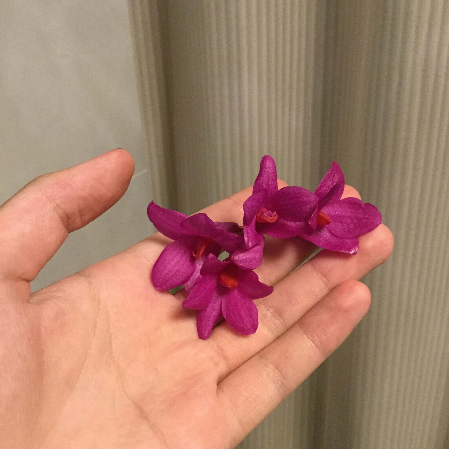 Dendrobium glomeratum is a striking epiphytic orchid native to the Moluccas and Sulawesi in Indonesia. This species is celebrated for its vibrant purple flowers with bright orange lips, which bloom in dense clusters along pendulous canes.