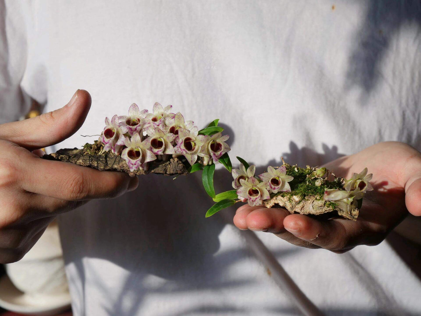 Dendrobium hekouense is a captivating miniature orchid species native to the subtropical highlands of Yunnan, China, and northern Vietnam. First described in 2011, it thrives in cool, humid environments at elevations of 1,000 to 2,000 meters above sea level, making it well-suited for terrariums.
