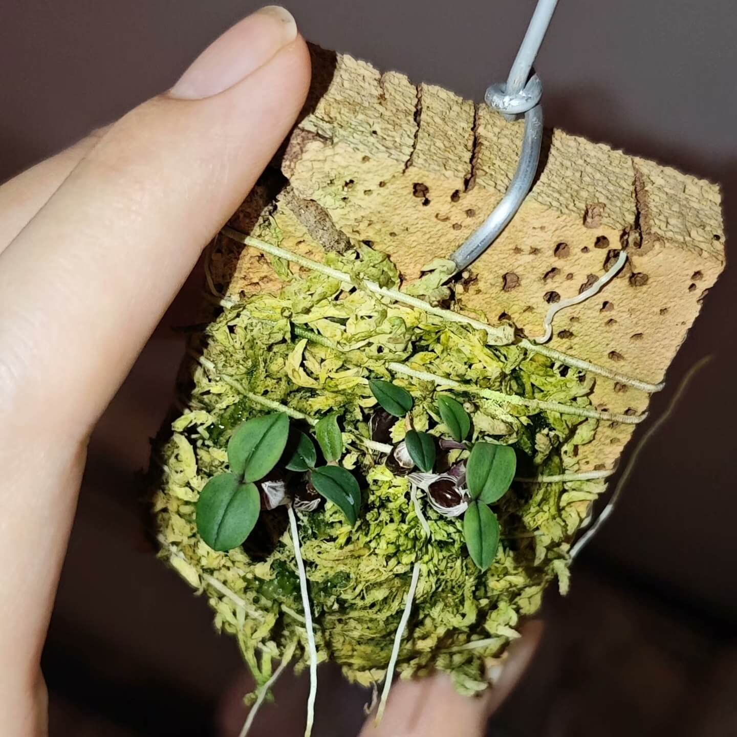 Dendrobium leucocyanum is a miniature orchid species native to the high-altitude montane forests of northern Papua New Guinea. It thrives at elevations between 2,130 and 2,590 meters, where it grows as a cold-loving, mat-forming epiphyte.