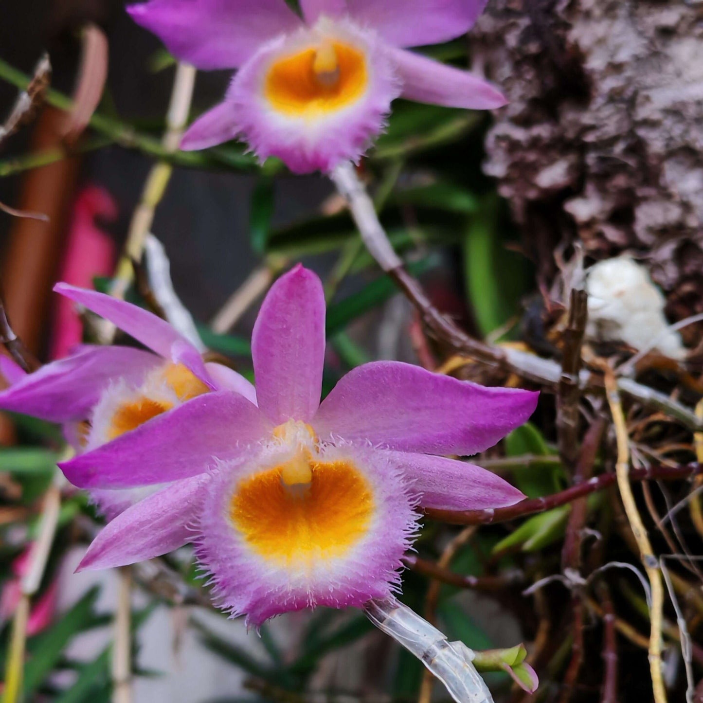 Dendrobium loddigesii is a charming miniature orchid native to the subtropical regions of Southeast Asia, including Laos, Vietnam, and the southern provinces of China such as Guangdong, Guangxi, Guizhou, Hainan, and Yunnan. It thrives at elevations ranging from 1,000 to 1,500 meters in humid, mossy, mixed, and coniferous forests.