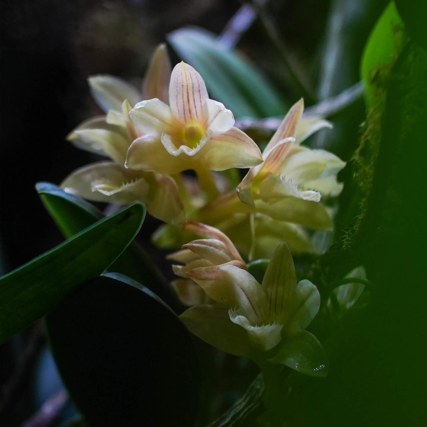 Dendrobium serratilabium is a graceful, medium‑sized epiphytic orchid native to the Philippines (particularly Luzon and Mindanao) . It grows on trees or rocks in lowland tropical forests and produces pendulous, club‑shaped, wrinkled stems up to about 1 m long, adorned with slender, deciduous leaves.