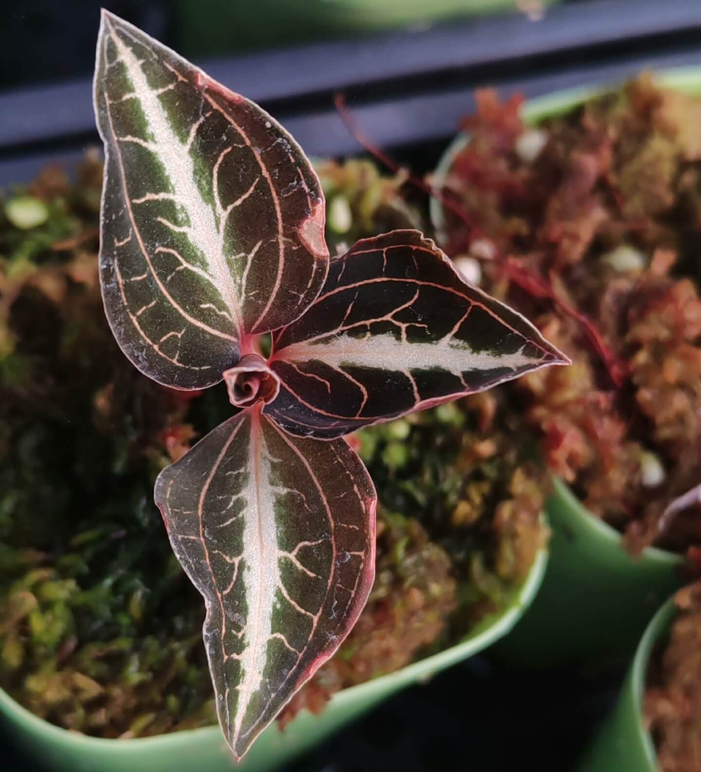 Jewel Orchid (Anoectochilus lylei) is a miniature jewel orchid that excels in moist, warm, shaded, and high-humidity environments—perfect for terrariums. Its compact size and spectacular vein patterns make it ideal for botanical displays or jungle-themed enclosures.