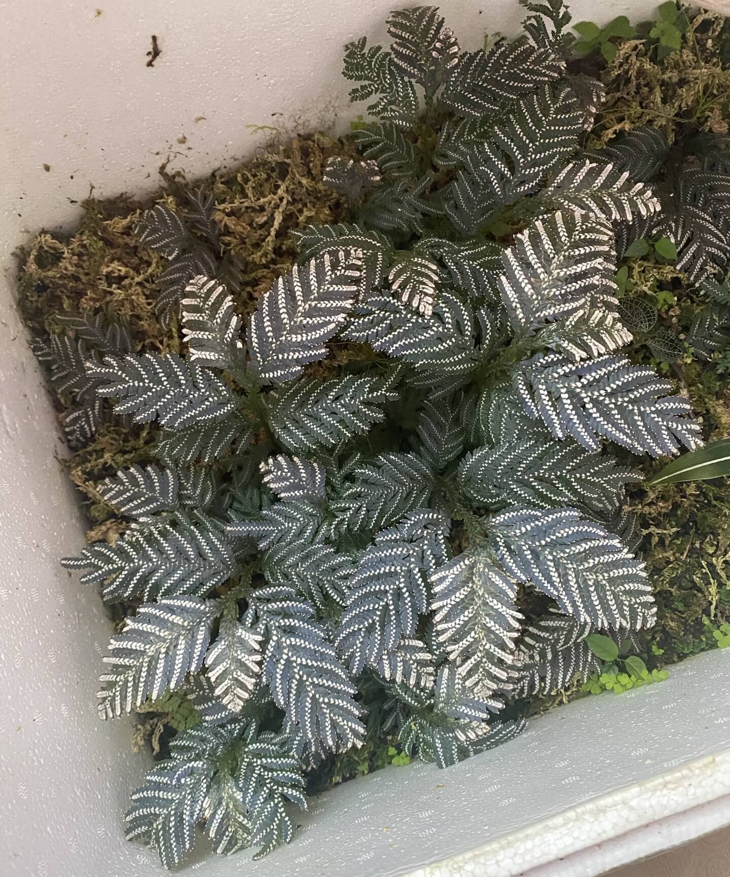 Selaginella picta, a species from the Selaginellaceae family, is native to Southeast Asia, including regions like Vietnam, Laos, and parts of China. It thrives in shaded, humid environments and is well-suited for terrariums or humid indoor settings.