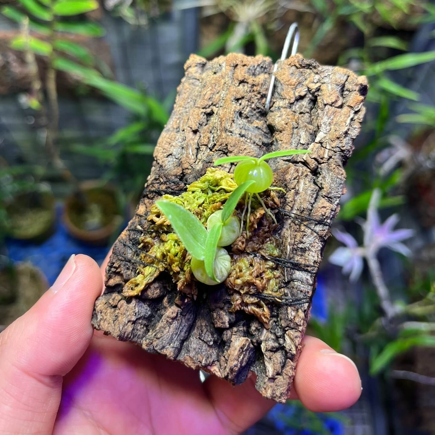 Bulbophyllum physometrum is found in northern Thailand, particularly in the Mae Hong Son Province, at elevations ranging from 1,000 to 1,500 meters above sea level. It thrives in cool, shaded environments with high humidity. This orchid is very small, making it perfect for terrariums where space and humidity can be carefully controlled.
