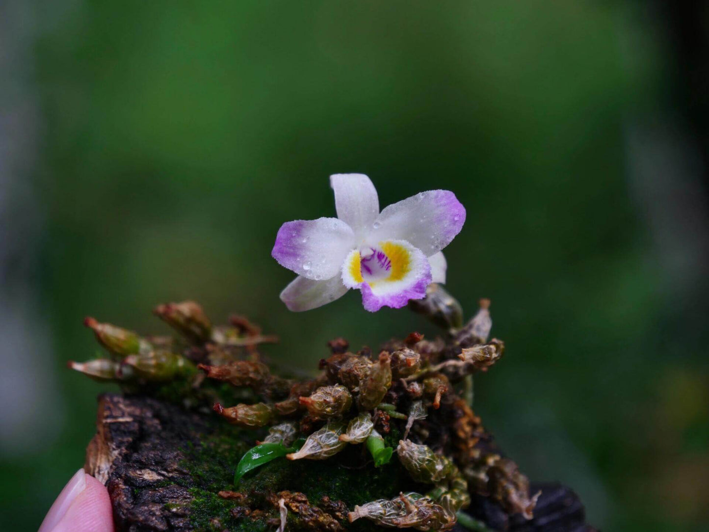 Dendrobium wangliangii is a rare and delicate orchid species native to the temperate regions of northern Yunnan Province, China. This species is notable for its compact size and cold-growing nature, thriving at elevations between 1,000 and 2,200 meters in deciduous mixed and evergreen forests, often found on Quercus trees.