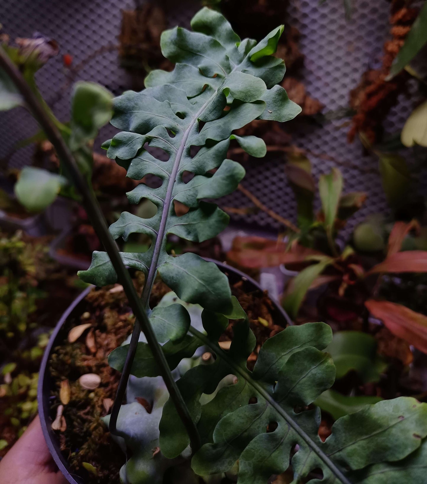 Lecanopteris deparioides, commonly known as the "Blue Ant Fern," is a fascinating epiphytic fern native to the rainforests of Malesia and New Guinea. This unique plant forms hollow, wax-covered rhizomes that provide shelter for symbiotic ants in the wild. While you don't need ants to cultivate it, replicating its natural habitat can help it thrive in your care.