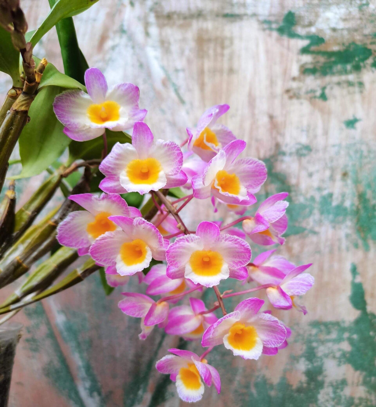 Dendrobium farmeri Pink Form is a captivating orchid variety, renowned for its delicate pink flowers and vibrant yellow lip. The flowers are small and fragrant, arranged in cascading sprays. The petals and sepals feature a soft pink hue, while the lip is bright yellow, often with a white fringe, creating a striking contrast that enhances the overall beauty of the plant.