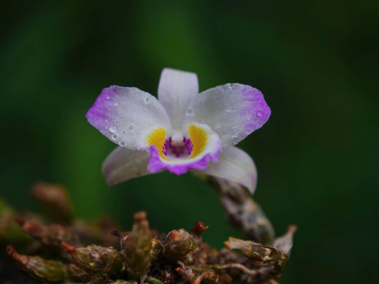 Dendrobium wangliangii is a rare and delicate orchid species native to the temperate regions of northern Yunnan Province, China. This species is notable for its compact size and cold-growing nature, thriving at elevations between 1,000 and 2,200 meters in deciduous mixed and evergreen forests, often found on Quercus trees.