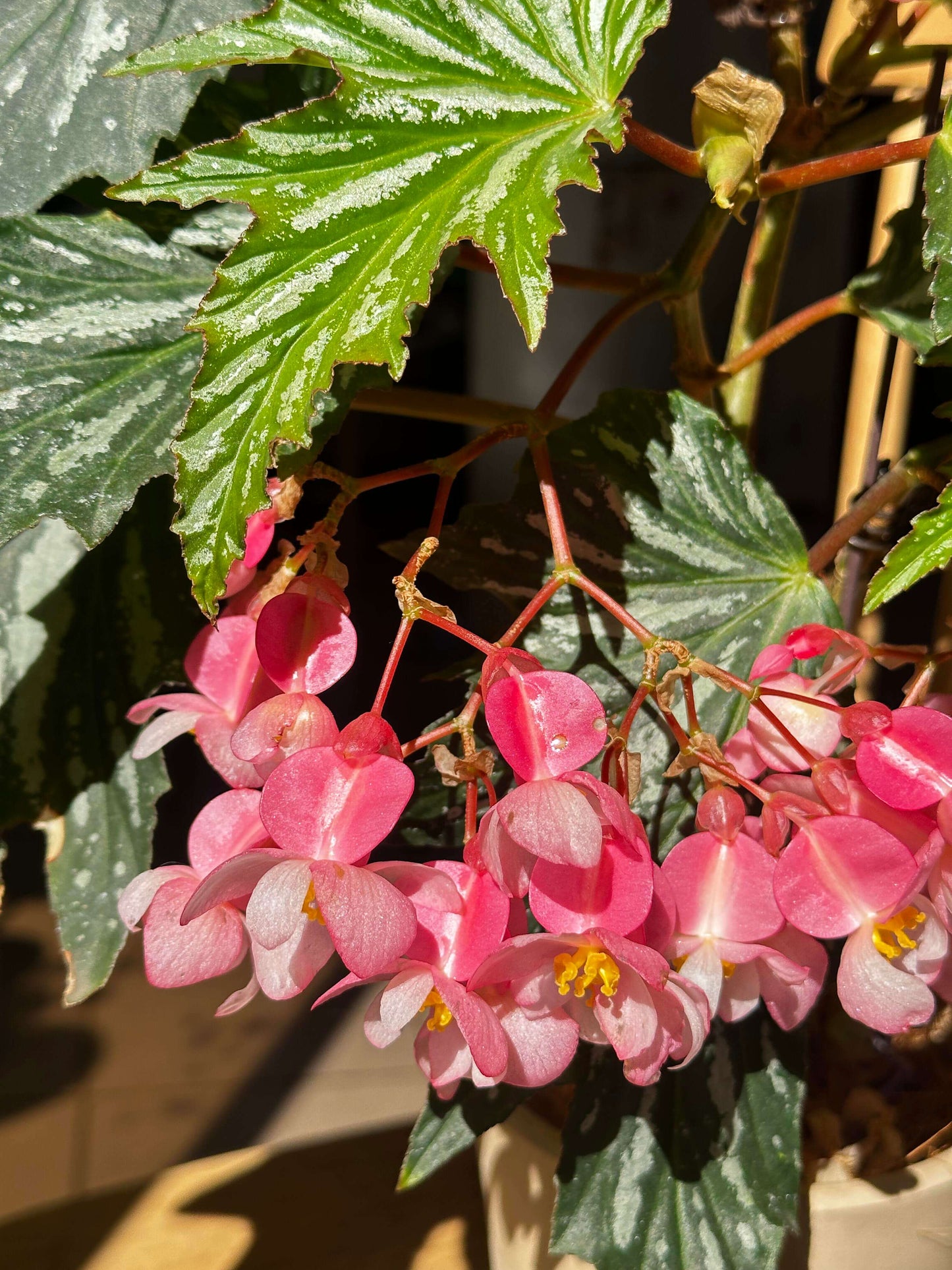 Begonia ‘Sophie Cecile’ (also known as ‘Sophia’ in some contexts) is a striking cane-stem or “angel wing” begonia cultivar first created by hybridizer Belva Nelson Kusler in 1961, via a cross between Begonia ‘Lenore Olivier’ and Begonia aconitifolia.