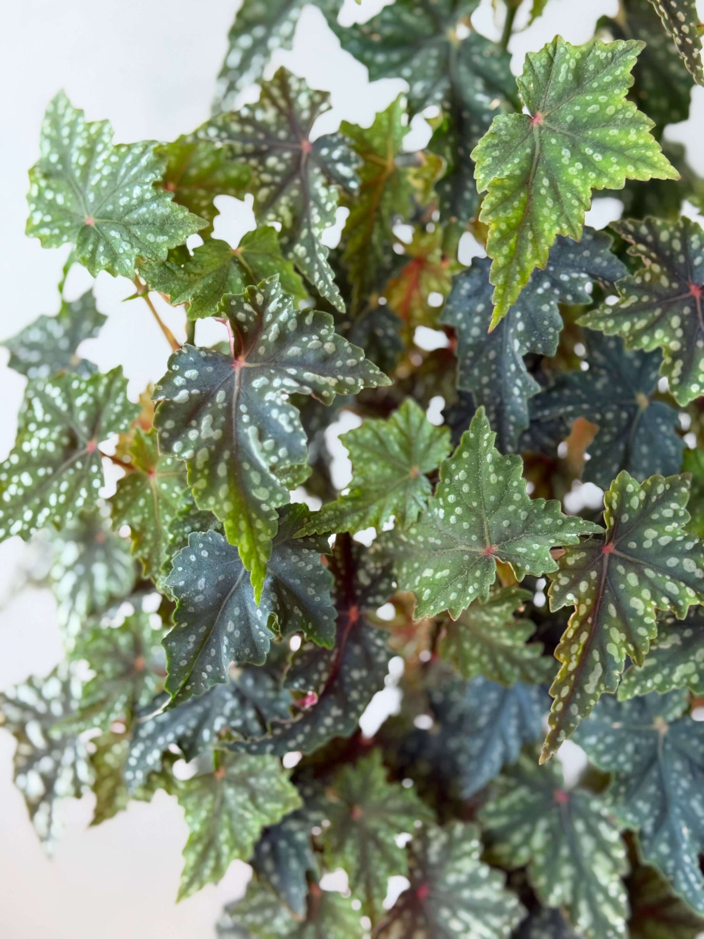 Begonia 'Izumo no Kiraboshi' is a hybrid begonia cultivar from Japan, characterized by dark green leaves dotted with white spots. The leaves are small and pointed, with slightly serrated, cut-like edges, and their undersides show a vibrant purple-red hue.