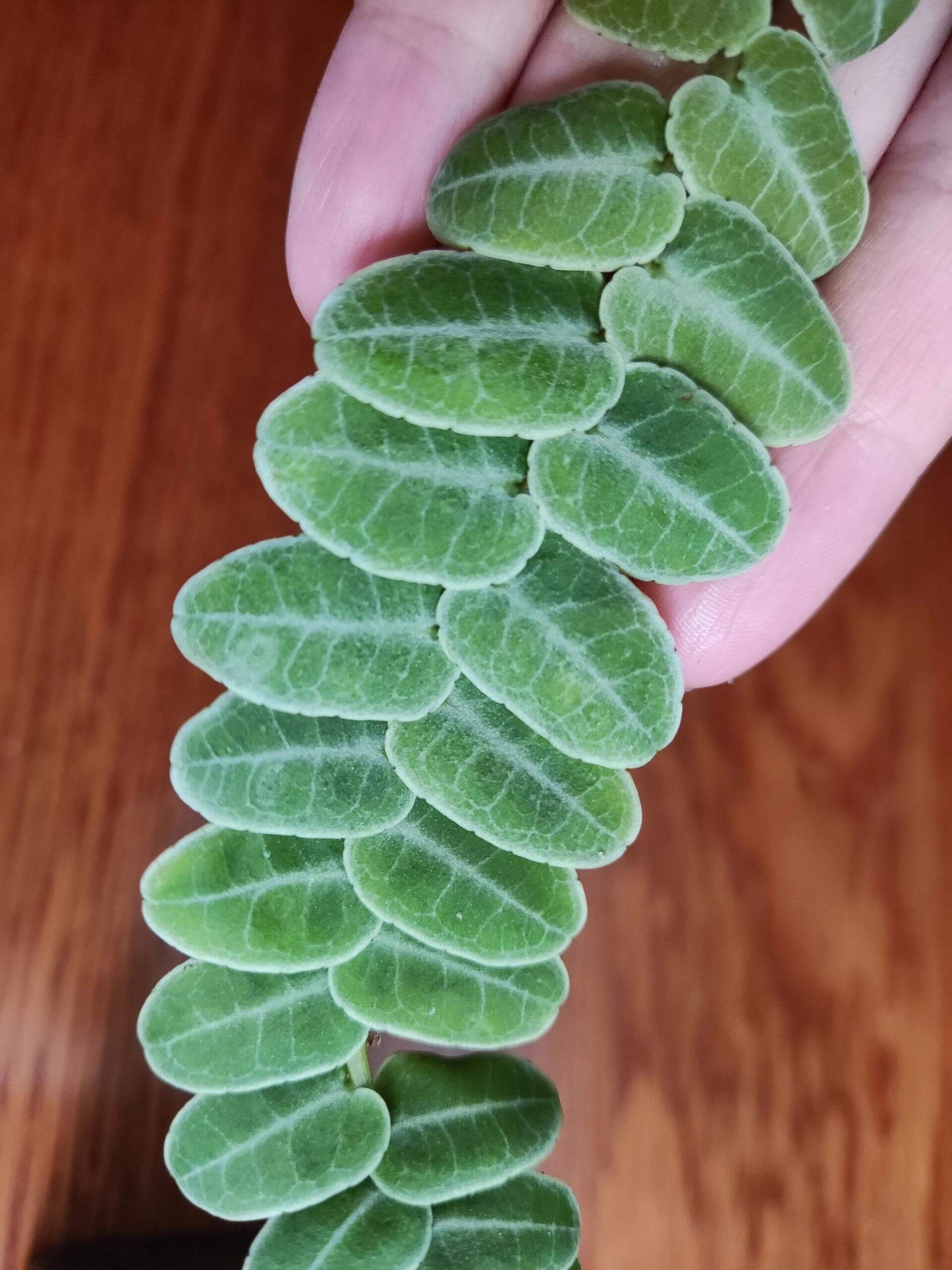 Marcgravia umbellata is a captivating tropical plant native to the Caribbean and parts of Central and South America. This epiphytic vine is renowned for its unique shingling growth habit, where its small, overlapping leaves cling tightly to surfaces like tree trunks, rocks, or terrarium walls.