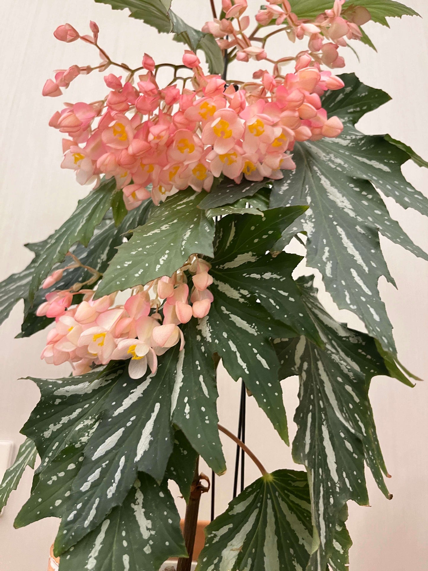 Begonia ‘Sophie Cecile’ (also known as ‘Sophia’ in some contexts) is a striking cane-stem or “angel wing” begonia cultivar first created by hybridizer Belva Nelson Kusler in 1961, via a cross between Begonia ‘Lenore Olivier’ and Begonia aconitifolia.