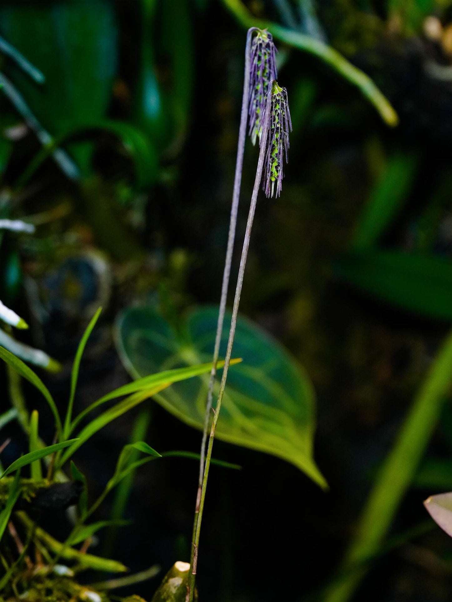 Bulbophyllum lemniscatoides is a captivating miniature orchid species native to Southeast Asia, including regions like Borneo, Java, Sumatra, Myanmar, Thailand, Vietnam, and Laos. It thrives in semi-deciduous and deciduous dry lowland forests and savanna-like woodlands, typically growing on tree trunks at elevations ranging from 300 to 1,670 meters (984 to 5,476 feet).