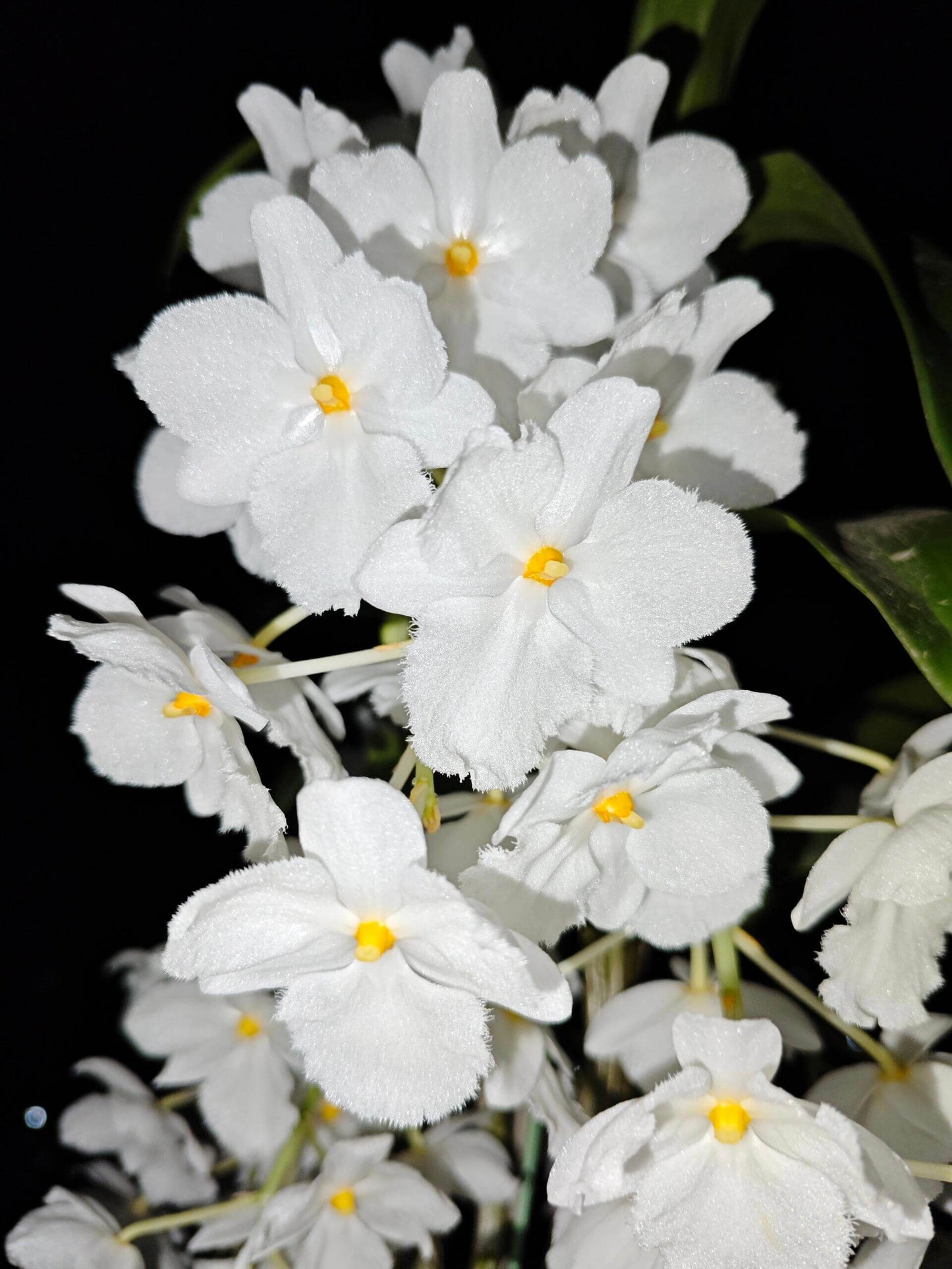 A strikingly rare pure‑white (album) form of Dendrobium farmeri, distinguished by its petaloid lip that mirrors the other petals—making this a highly unusual double mutation. The compact, vigorous plant blooms in spring on both new and old canes, sending out pendulous inflorescences up to 8″ long, covered in fragrant, daisy‑like white flowers (~2–2.5″ across) with yellow anther caps. Native to the eastern Himalayas and Southeast Asia (500–3,300 ft), it thrives in shaded, well‑ventilated conditions.