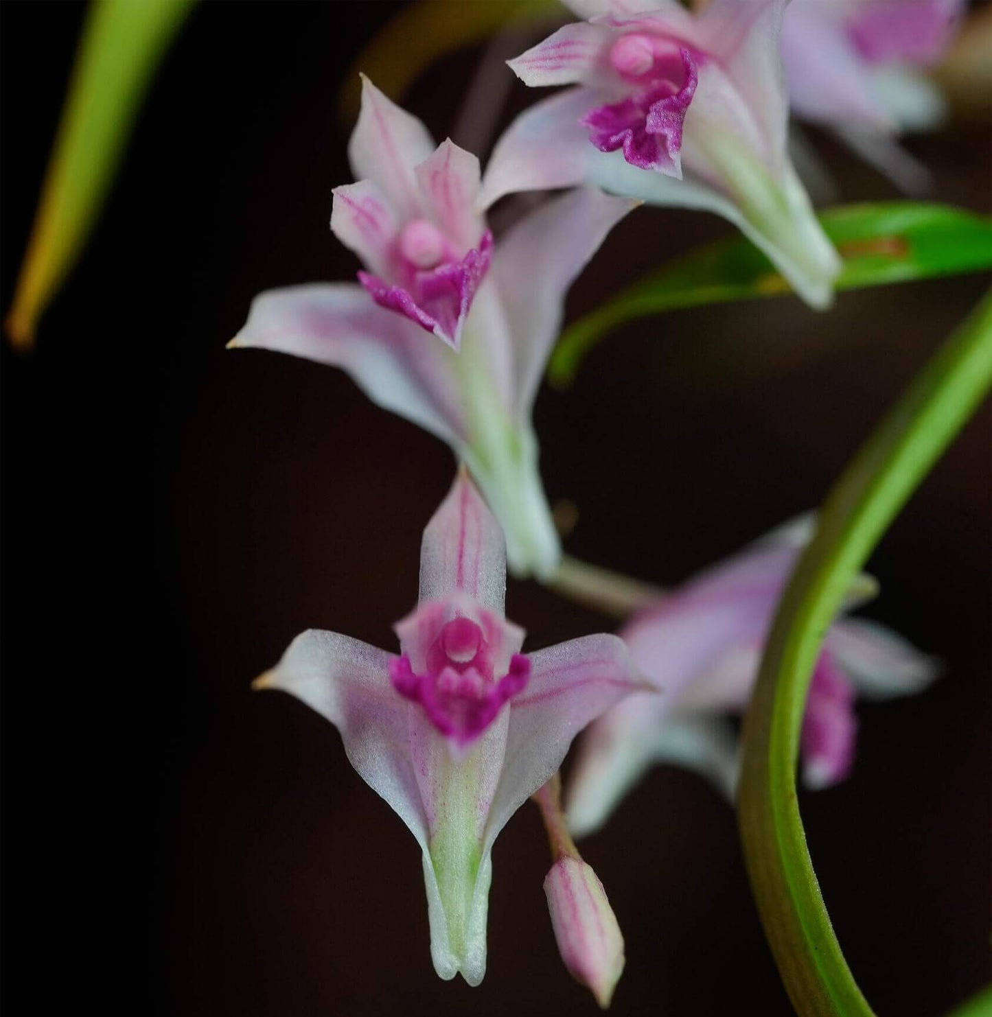 Dendrobium garrettii Seidenf. (1985) is an accepted species of miniature orchid endemic to Thailand, where it grows as an epiphyte in montane forests at elevations around 1800 meters.