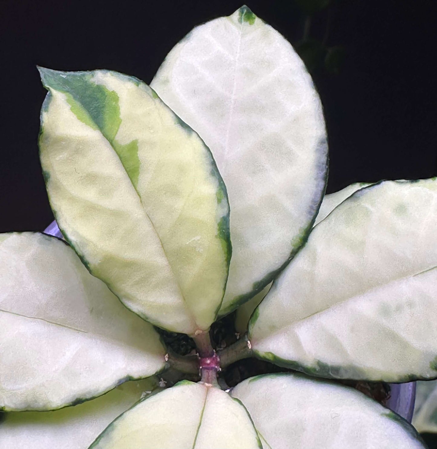 Hoya crassipetiolata Variegated is a rare and visually striking variety of Hoya crassipetiolata, featuring inner variegation with cream or yellow centers and green leaf margins.
