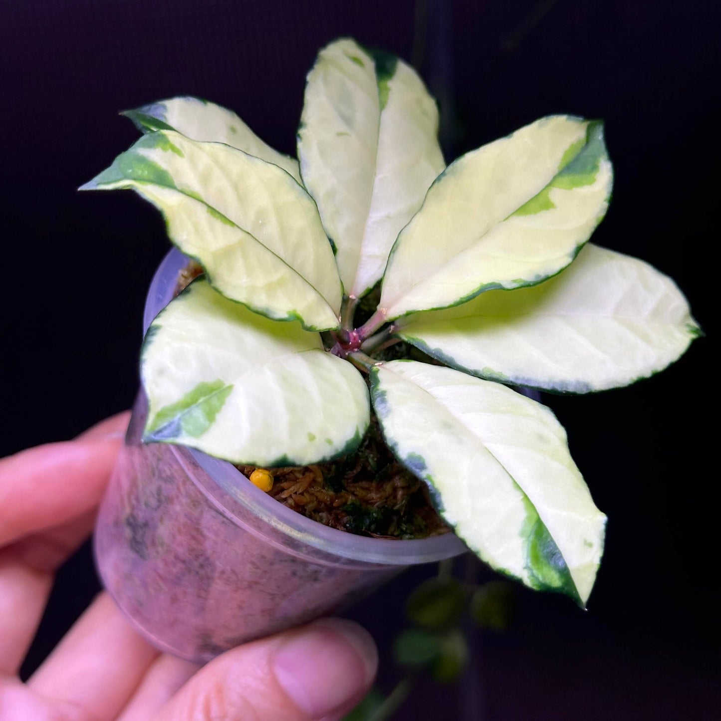 Hoya crassipetiolata Variegated is a rare and visually striking variety of Hoya crassipetiolata, featuring inner variegation with cream or yellow centers and green leaf margins.