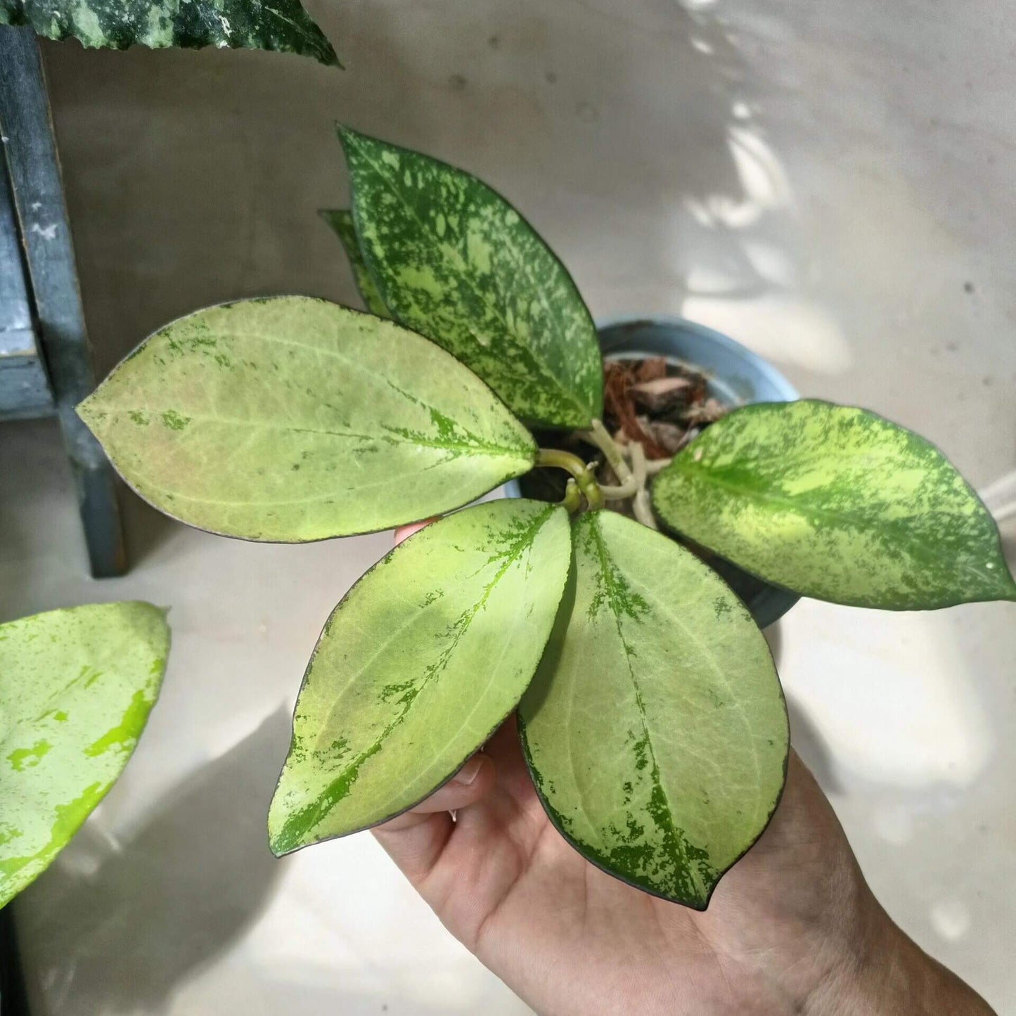 Hoya Icensis Splash AKA Hoya Patcharawalai Splash is a sought-after cultivar of Hoya known for its thick, broadly oval to ovate succulent leaves, often showing a distinct dark margin and enhanced by splash-style variegation. The plant grows as a trailing or twining vine, making it ideal for hanging baskets or elevated display.