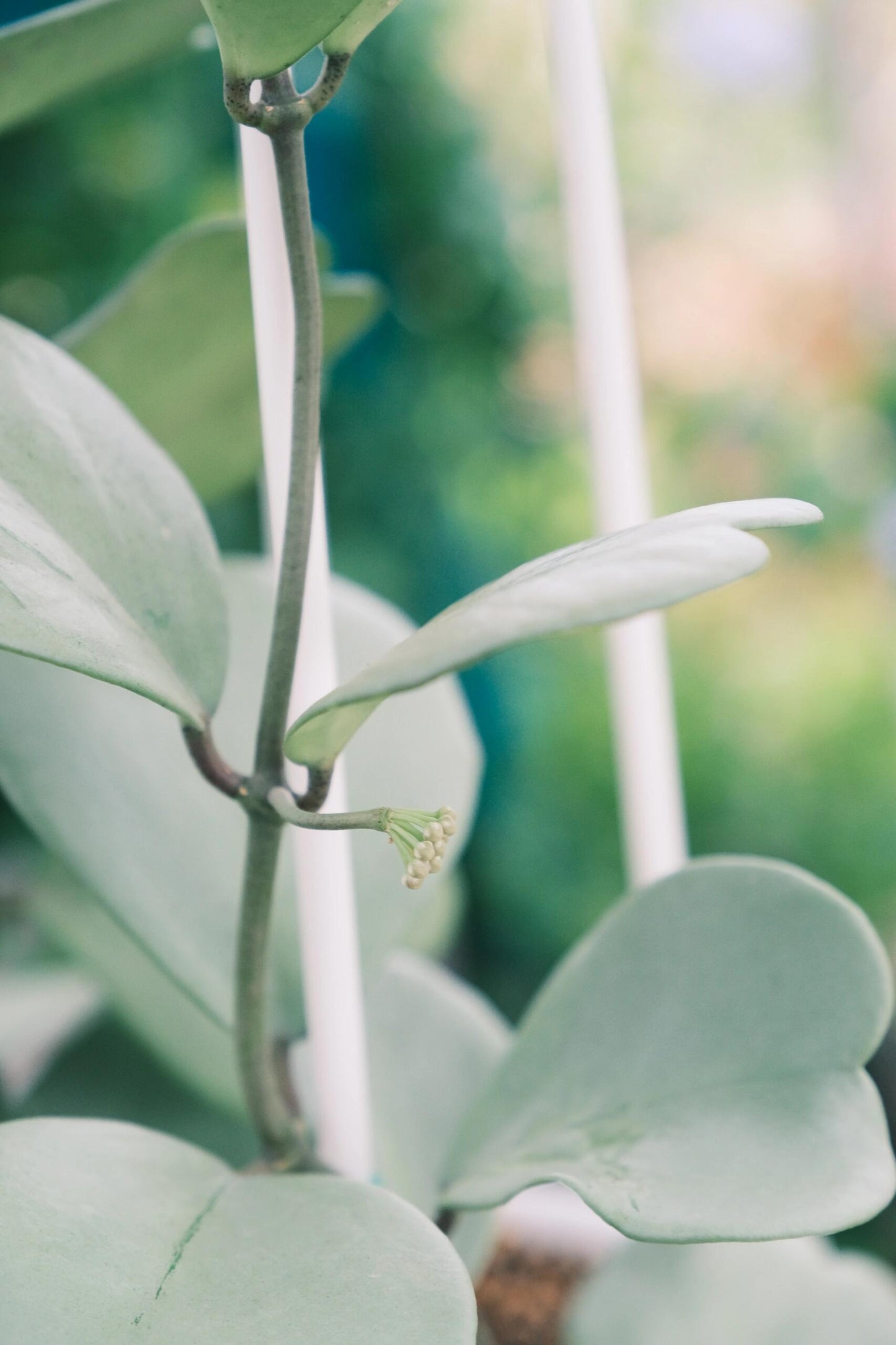 Hoya kerrii ‘Silver’ is a rare and highly sought-after form of the Heart-Leaf Hoya, characterized by its thick, heart-shaped leaves covered entirely in a silvery-grey sheen rather than the usual green. The matte, metallic tone gives it a unique, almost ghostly appearance, making it distinct from the “Splash” types that only show scattered silver flecks.