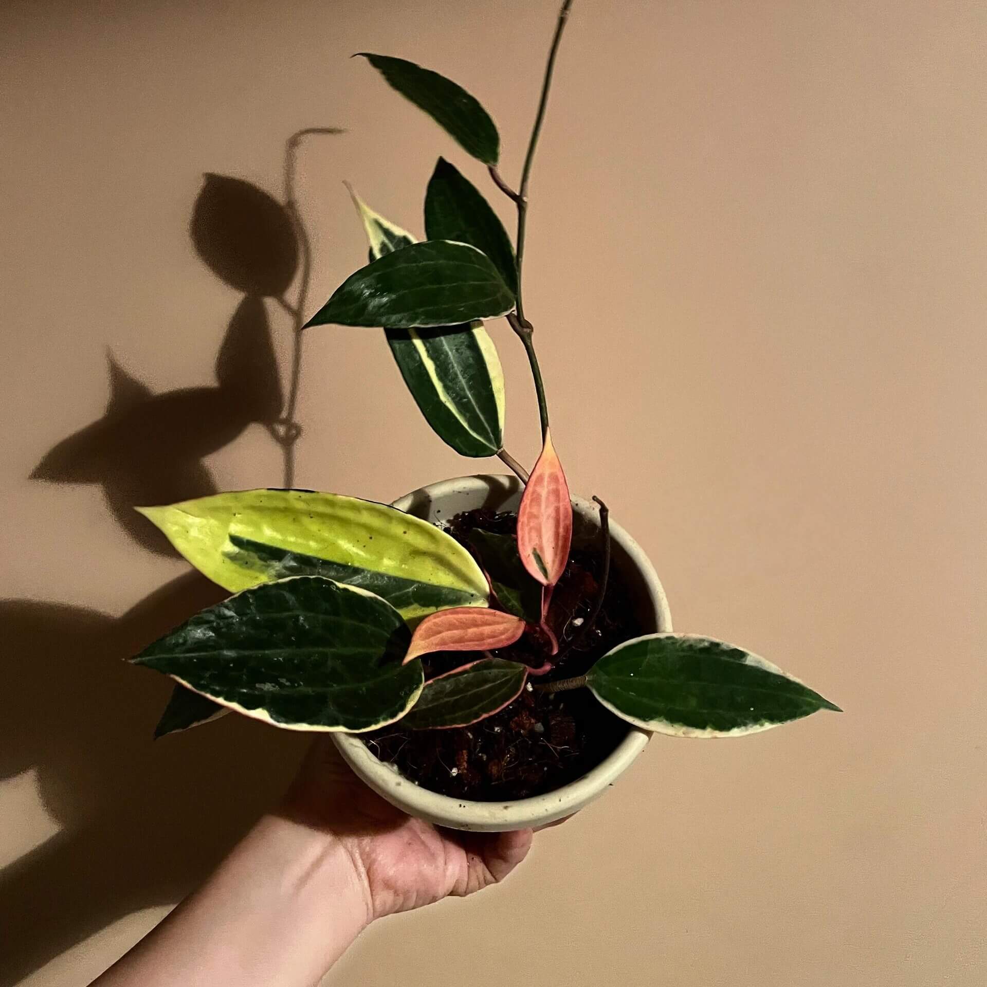 Hoya Macrophylla Outer Variegated Albomarginata for Sale – Begin