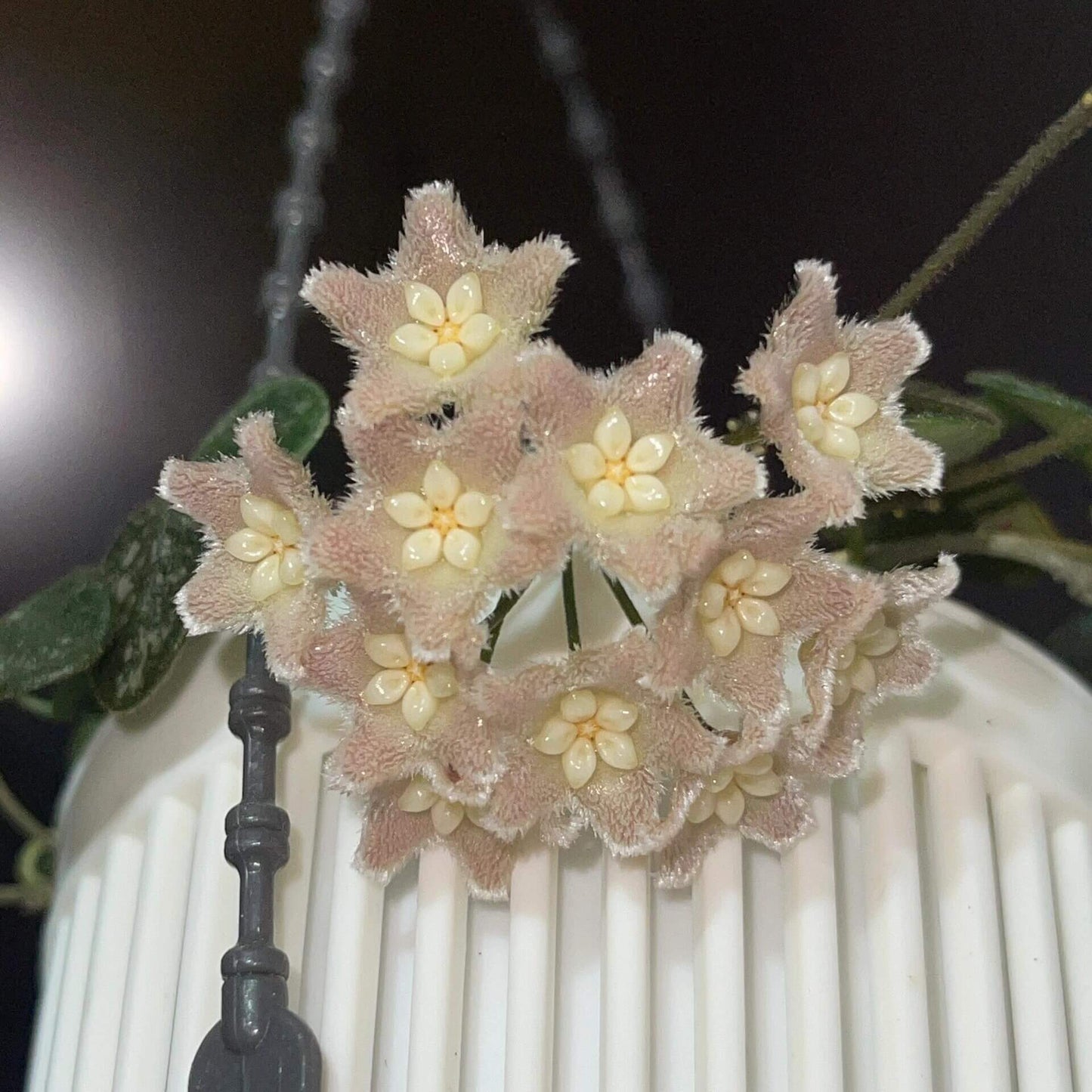 Hoya Wenshanensis AKA Hoya aff. Serpens is a species in the family Apocynaceae, subfamily Asclepiadoideae. It is native to Yunnan, China, where it occurs at around 1,300 meters elevation. This plant grows as an epiphytic subshrub in subtropical forest habitats.