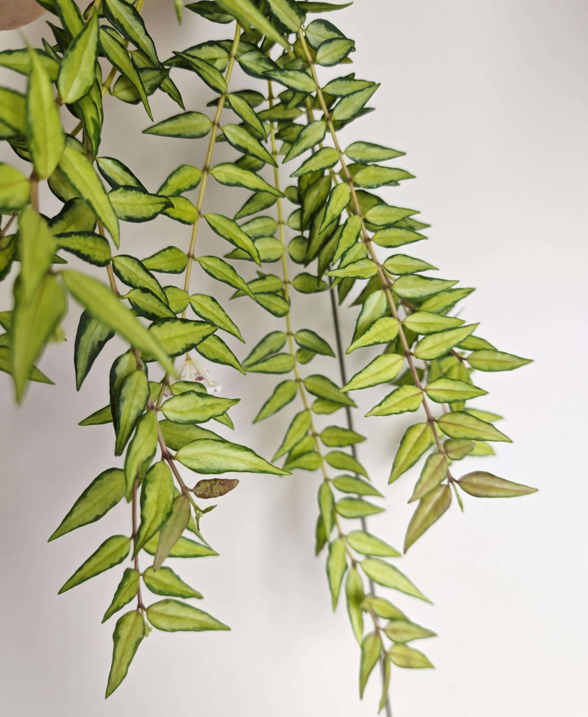 Hoya bella ‘Luis Bois’ is a beautiful inner-variegated form of Hoya bella, prized for its small, elegant leaves with creamy yellow to pale green variegation concentrated through the center of the foliage. The contrasting green margins create a distinctive framed appearance, while new growth may show attractive reddish tones. This compact Hoya develops slender, trailing or lightly climbing stems and can produce clusters of delicate, waxy white flowers with soft pink centers.
