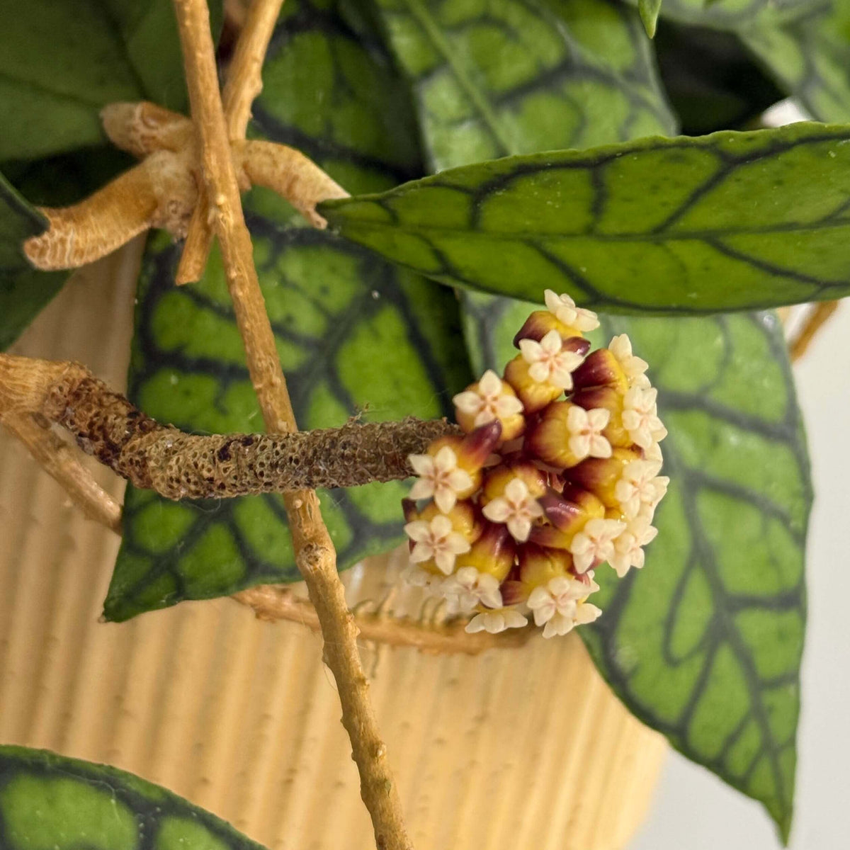 Hoya callistophylla is a striking climbing Hoya native to Borneo, best known for its large, thick, leathery leaves decorated with dramatic dark green veins that form an intricate, map-like pattern. The vines can grow several meters long, making it well suited to a trellis or hanging display. Mature plants produce rounded umbels of approximately 20–40 small, waxy, star-shaped flowers, ranging from pale yellow and cream to brownish-gold, often with contrasting darker centers and a mild fragrance.