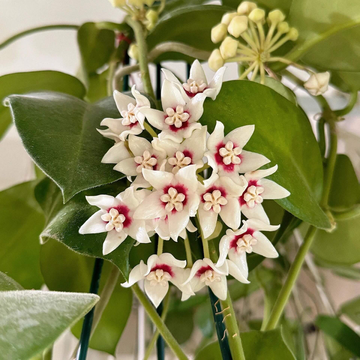 Hoya calycina is a vigorous tropical climbing Hoya native to New Guinea and the Bismarck Archipelago, where it grows primarily in wet tropical habitats. It develops long, twining stems with large, thick, leathery green leaves and can form an impressive mature vine. The species is especially appreciated for its large, waxy, star-shaped flowers, which are typically creamy white to pale yellow with a contrasting reddish to pink corona and are produced in rounded clusters.