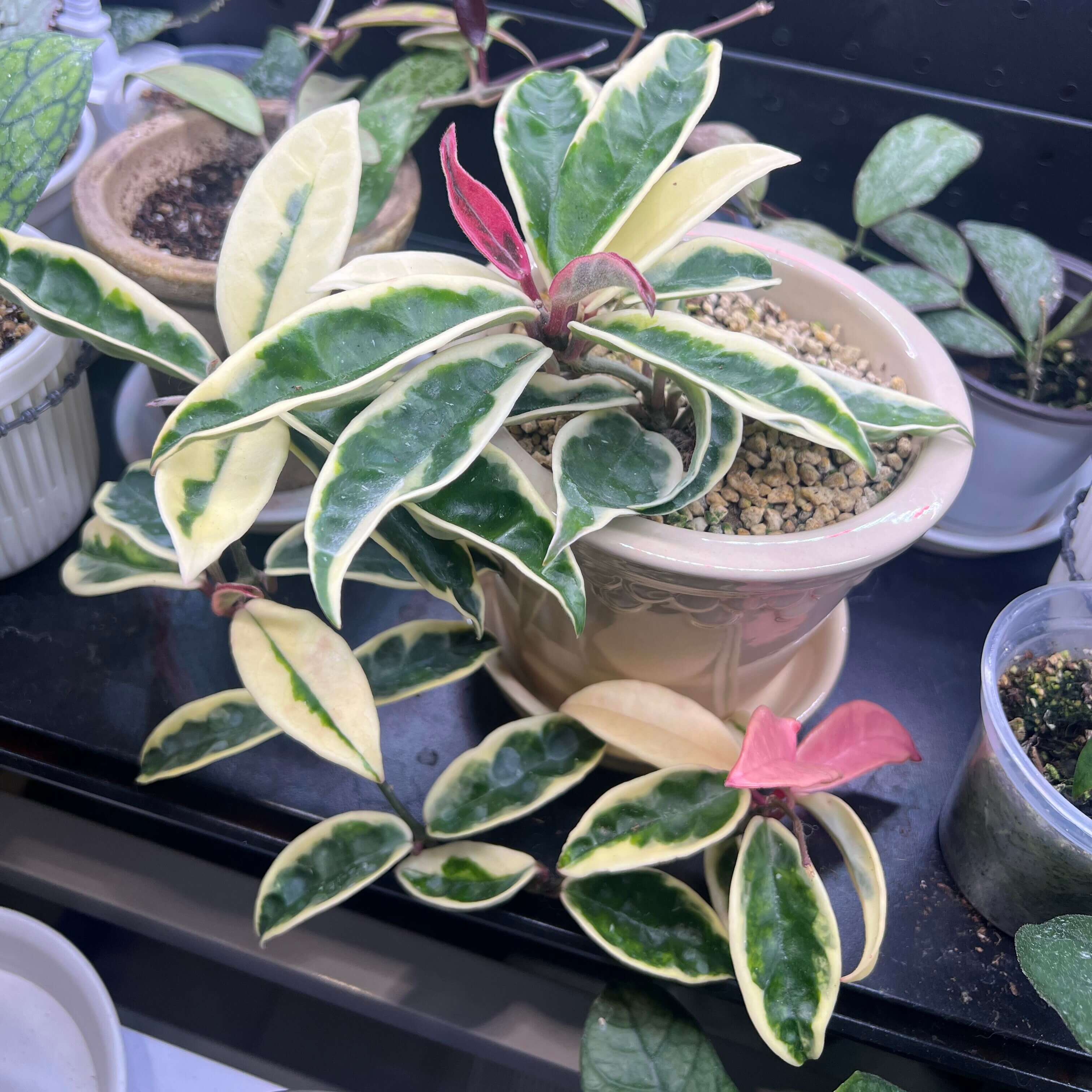 Hoya carnosa Krinkle Albomarginata Outer Variegated for Sale