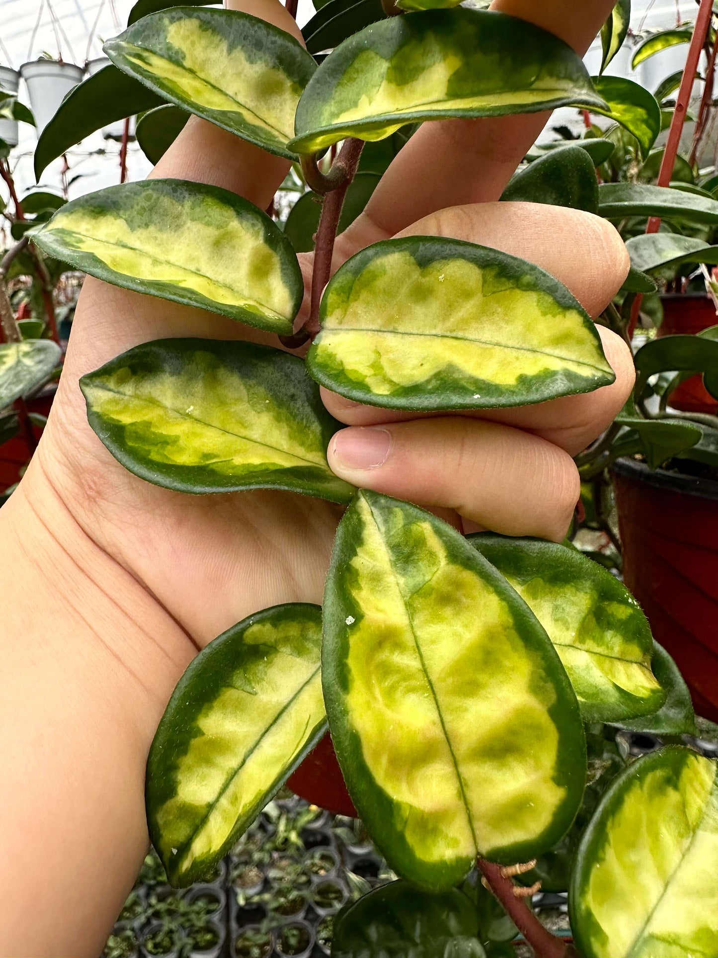 Hoya carnosa Krinkle Inner Variegated is a beautiful cultivar featuring inner-variegation, where the lighter coloring appears in the center of the leaves rather than along the edges. Derived from Hoya carnosa ‘Krinkle’, it shares the same distinctive dimpled leaves with 6–10 indentations and a crinkled texture, but stands out for its creamy or pale yellow inner variegation framed by deep green leaf margins, creating a unique and elegant contrast that enhances its decorative appeal.