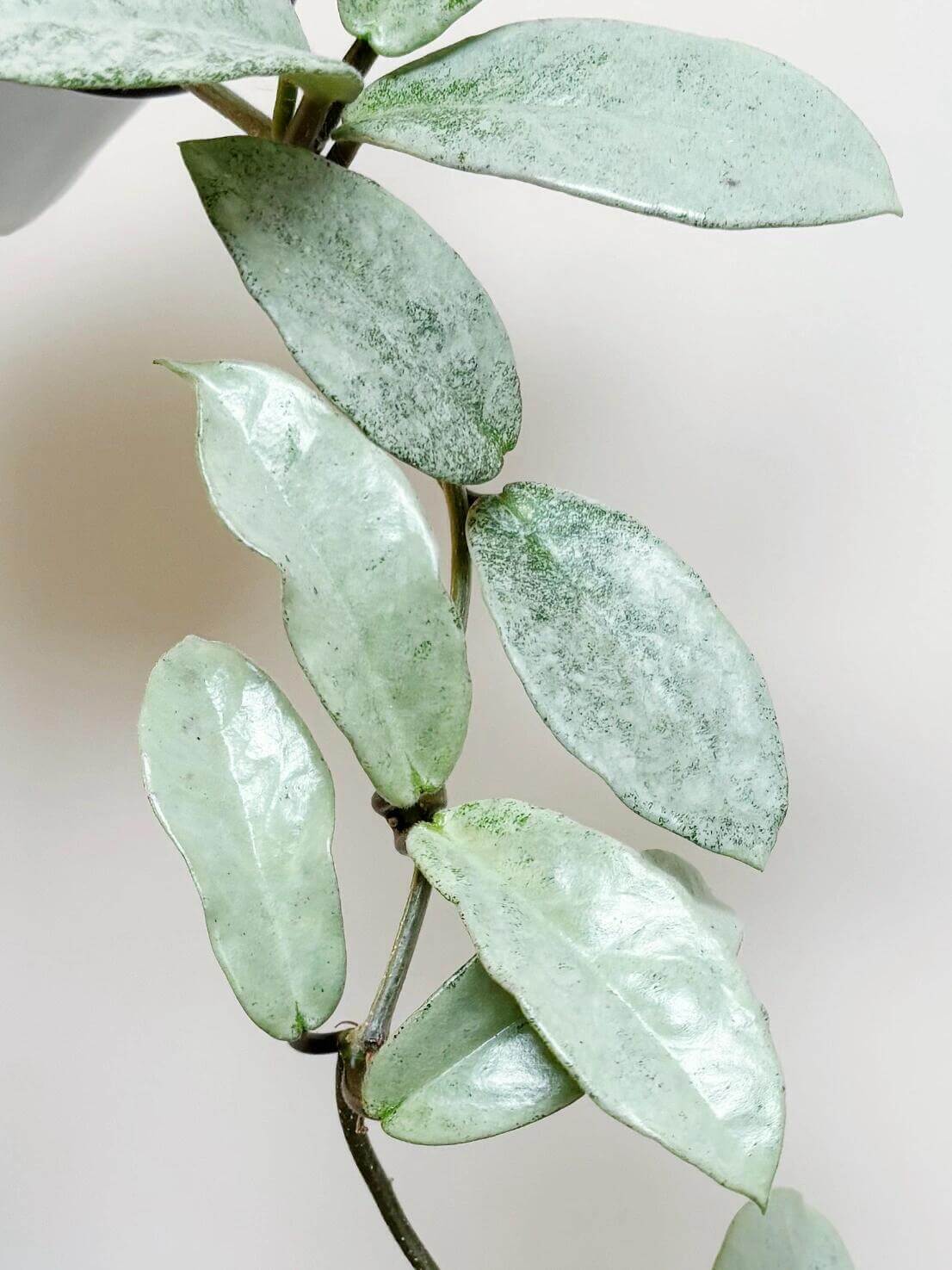 Hoya carnosa ‘Nova Ghost’ is a captivating and rare cultivar of the Hoya carnosa group, prized for its silvery-green foliage that often appears ghost-like under the light. New leaves emerge pale and frosty, then mature to a muted silver-green with waxy texture. It is believed to be a reverting form of the cultivar ‘Argentea Princess’. In ideal conditions, it produces clusters of fragrant, star-shaped Hoya flowers.