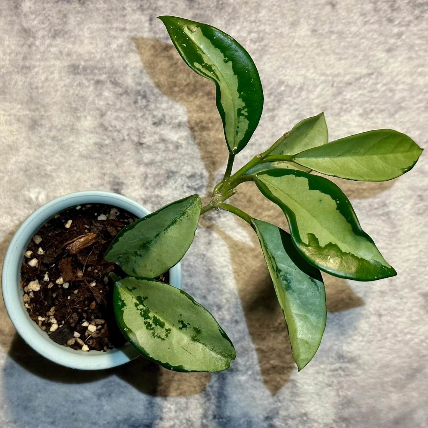 Hoya carnosa 'Silver Moon' (AH-074) for Sale – Begin With Plants