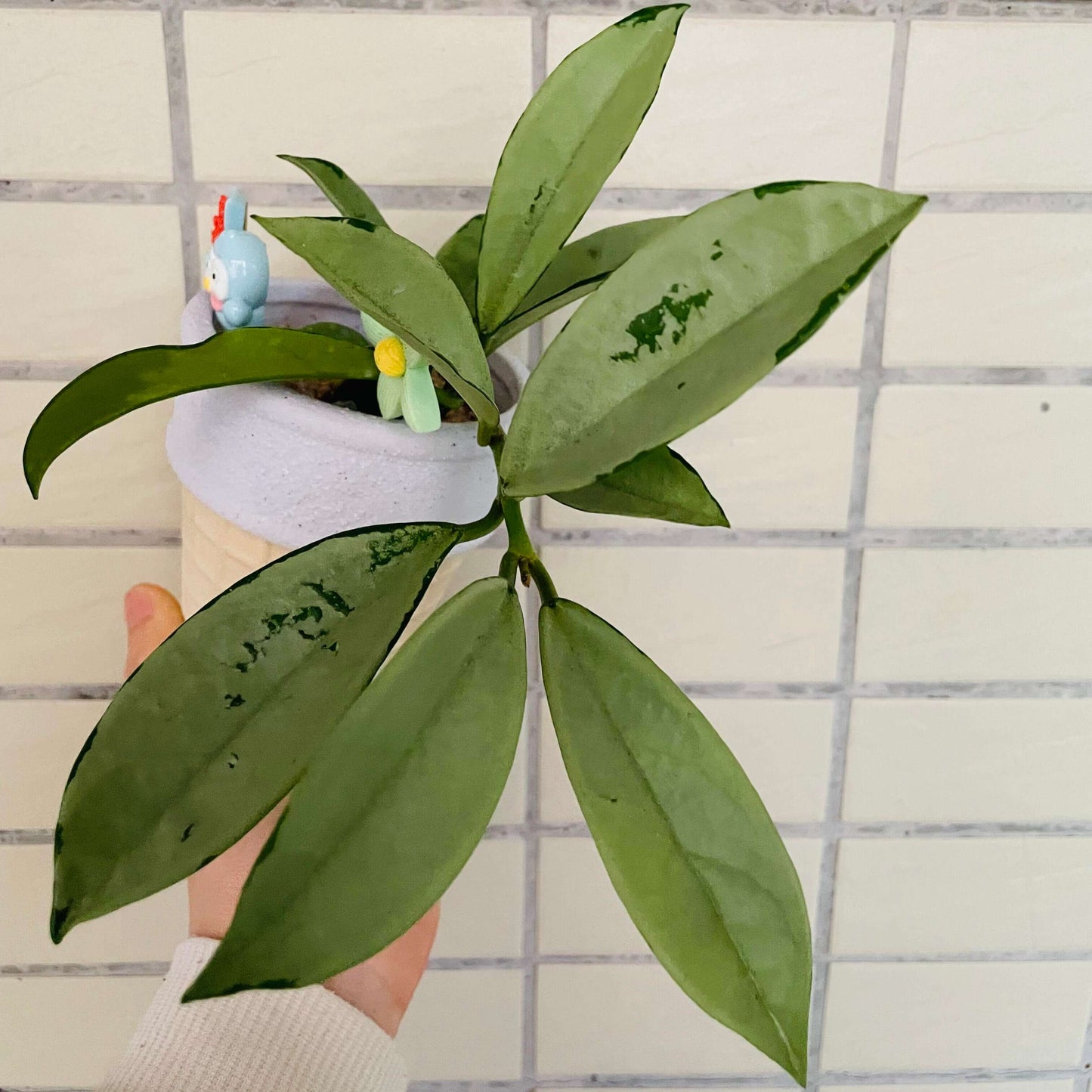 Hoya carnosa ‘Silver Moon’ (AH-074) features large, deep green leaves generously covered in splashes of silvery variegation. The plant grows as a trailing or twining vine, suited to hanging baskets or high shelves, and is ideal for collectors of rare and decorative Hoyas.