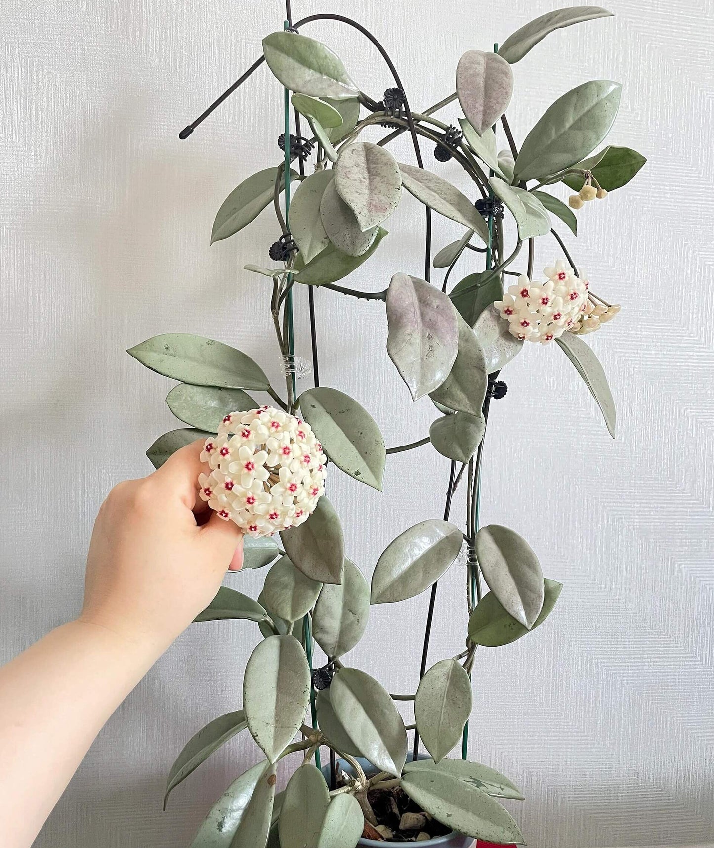 Hoya carnosa ‘Wilbur Graves Silver’ is a rare and highly sought-after cultivar distinguished by its nearly all-silver foliage, showing minimal to no green on the leaf surface. The thick, waxy leaves have a soft metallic sheen, giving the plant a striking, ghostly appearance under light. This almost completely silver form stands out from typical Hoya carnosa types for its unique coloration and elegant texture.