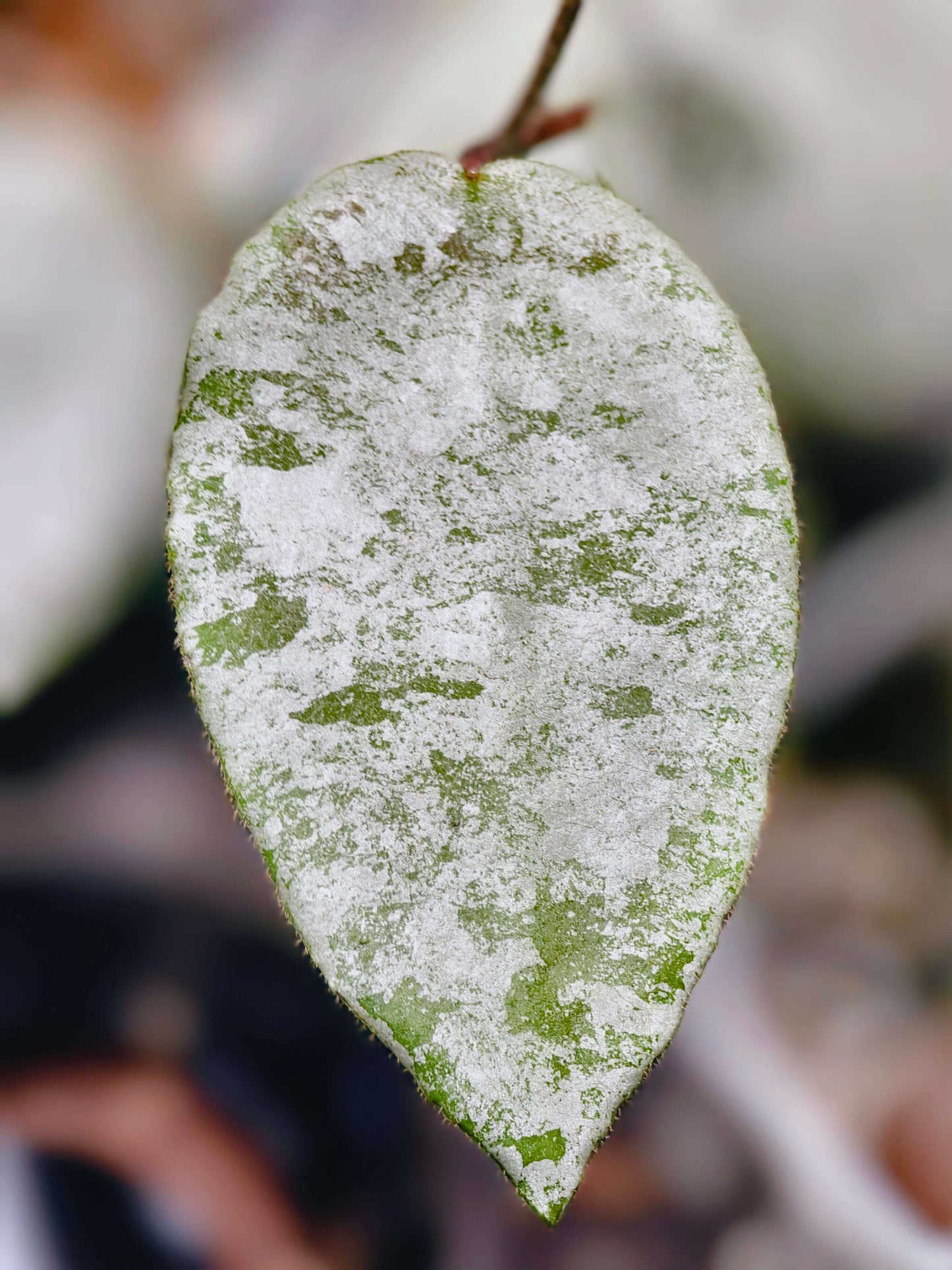 Hoya caudata Silver has leaves that are almost completely silver, with just a hint of green remaining, creating a striking color contrast. The leaves are larger than those of Hoya caudata Argentea, making this variety especially eye-catching.