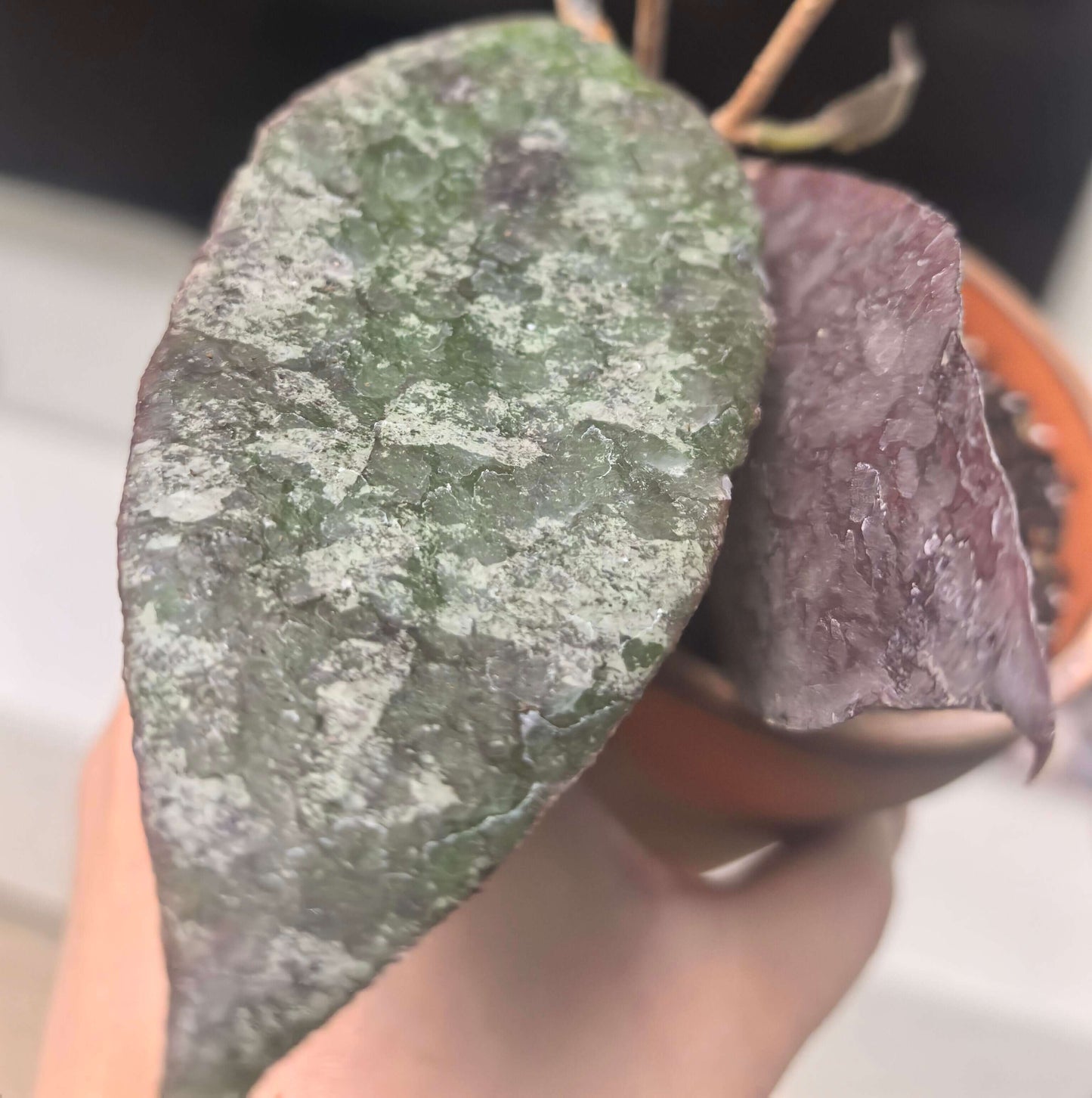 Hoya caudata 'Sumatra' is native to the rainforests of Sumatra. This variety is characterized by its deep, olive-green, ovate leaves adorned with silvery splashes and a slightly fuzzy texture. The fine, twiggy vines look so fragile that it’s surprising they can bear the weight of the substantial leaves.