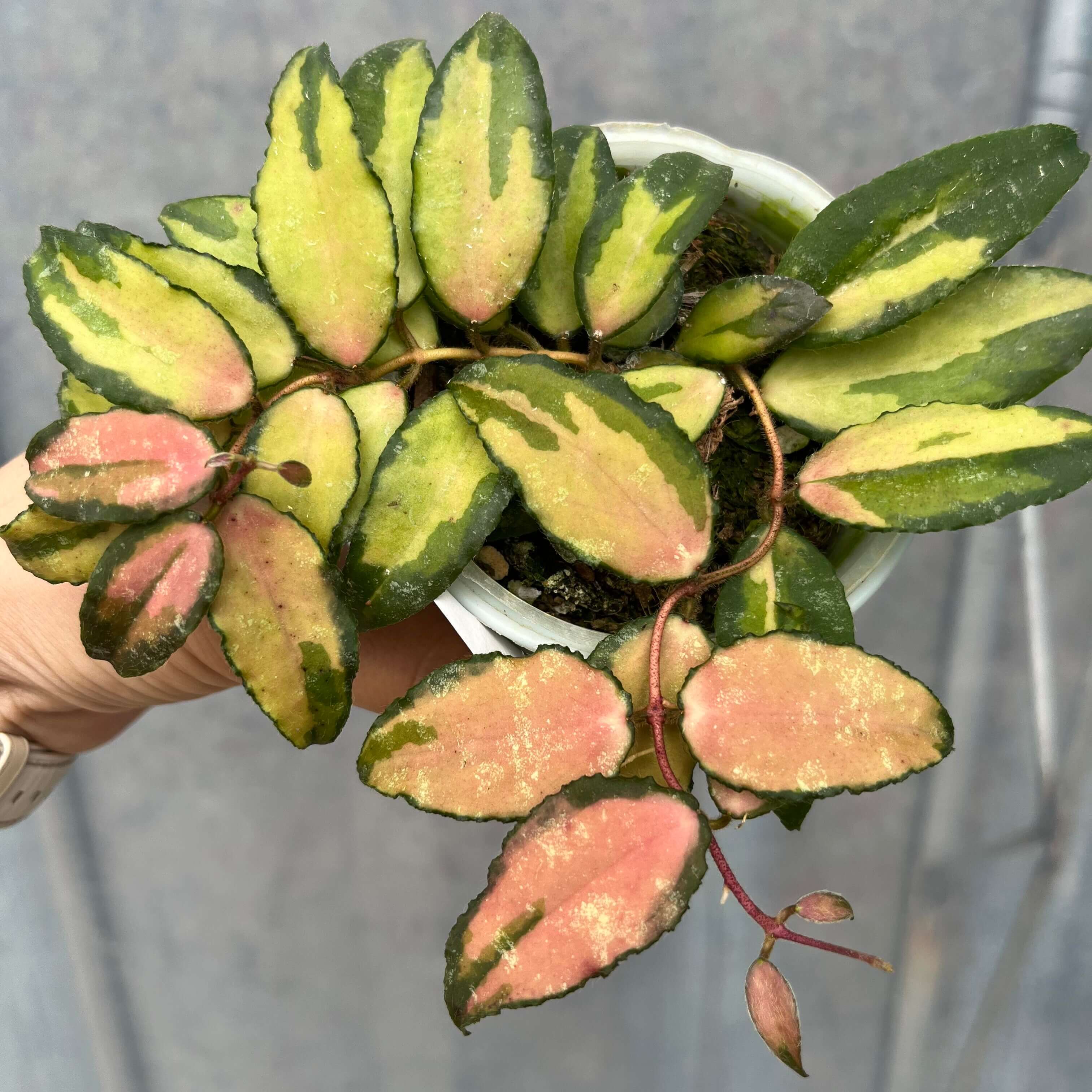 Hoya caudata variegata for Sale – Begin With Plants