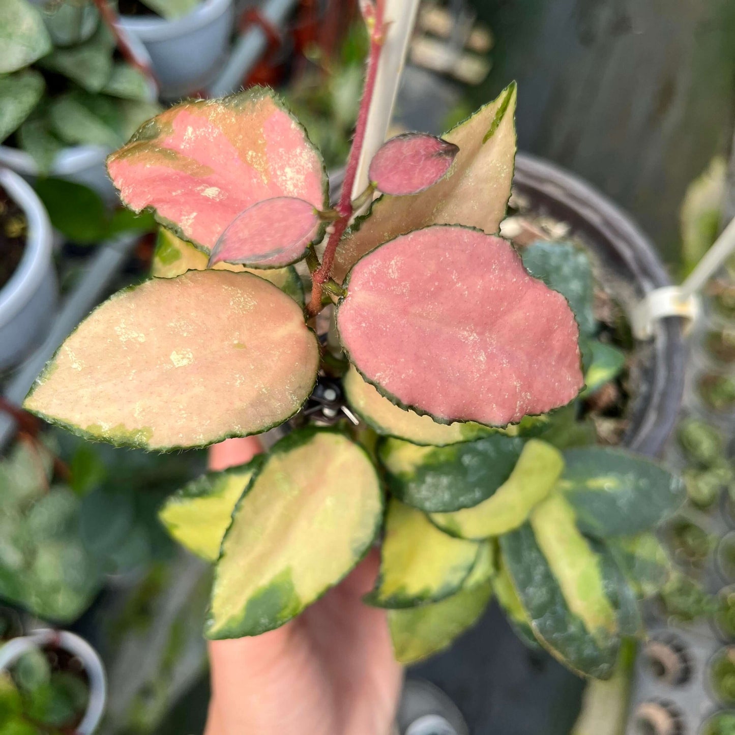 Hoya caudata variegata is a rare and highly sought-after variegated cultivar of the Hoya caudata species. This variety features elongated, arrow-shaped leaves with a central yellow or pink variegation and green edges. Some leaves may also show silver speckles, creating a shimmering, almost starlike effect.