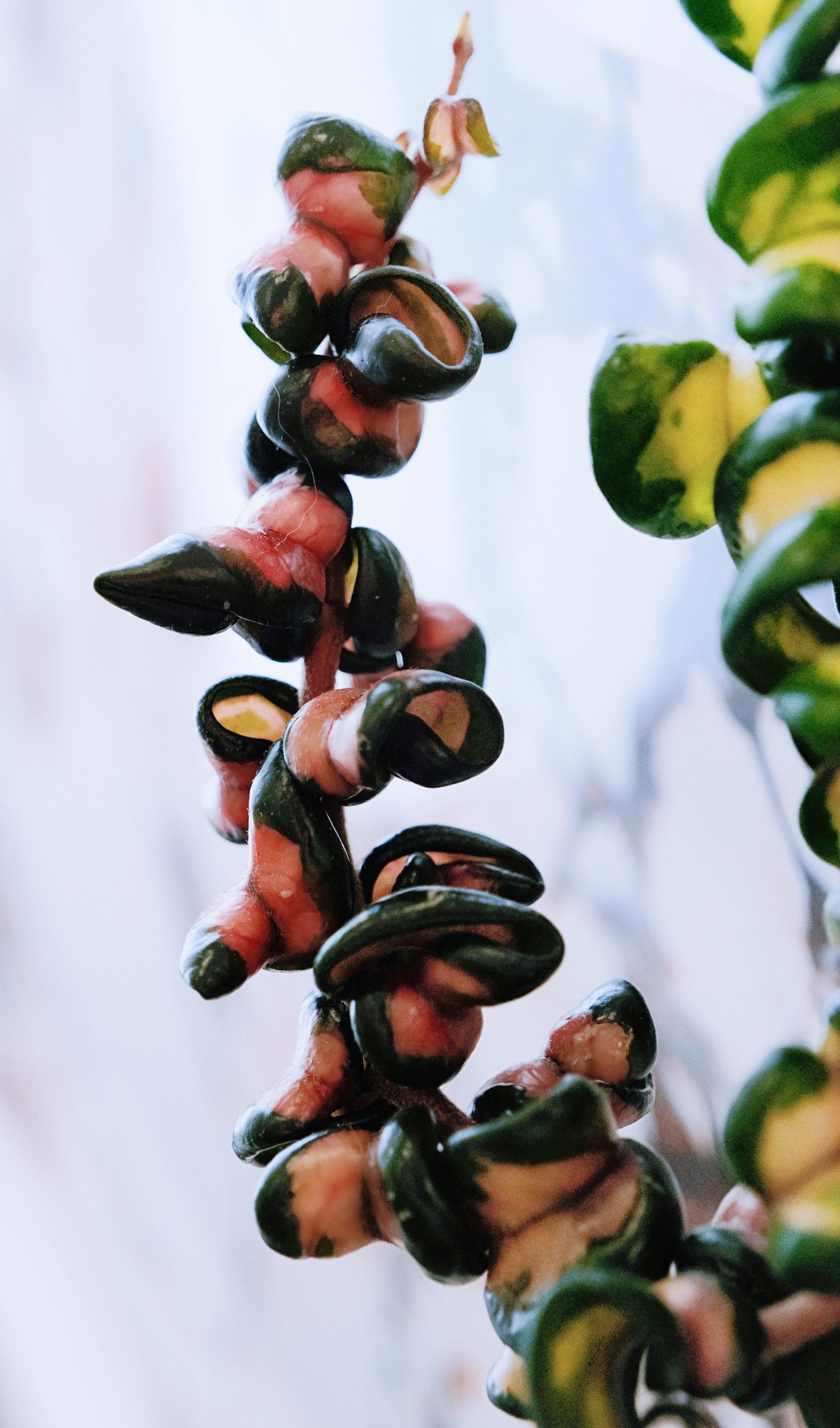 Hoya compacta deep green variegated is characterized by its extra-curly leaves and darker green coloration compared to Hoya compacta Inner Variegated 'Mauna Loa'.