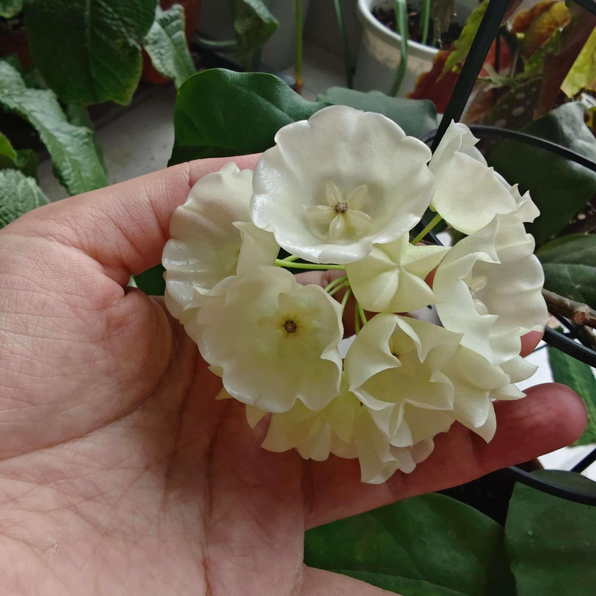 Hoya danumensis is a rare and elegant climbing epiphytic Hoya native to Borneo and Sumatra, particularly associated with the wet tropical forests of Danum Valley, Sabah. It develops slender, twining stems with thin, elongated green leaves and prominent venation. The highlight is its unusual campanulate, bell-shaped flowers, which are creamy white to pure white and can reach approximately 4 cm (1.6 in) across when fully open.