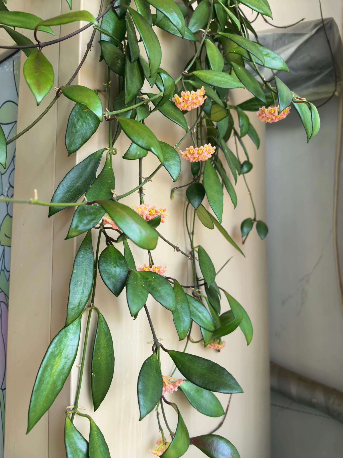 Hoya davidcummingii is a small, attractive Hoya native to southern Luzon, Philippines, where it grows as a climbing epiphyte or lithophyte in wet tropical environments. It has thin, wiry stems carrying relatively small, thick, dark green leaves. Mature plants produce rounded clusters of rose-red to pink flowers with yellow and red centers. The flowers are lightly fragrant, with a scent often described as caramel-like.