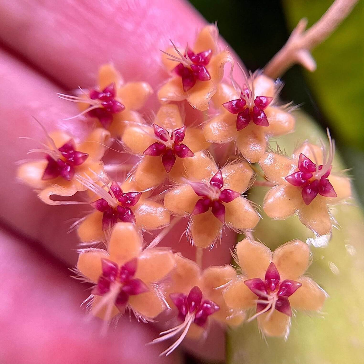 Hoya flagellata ssp. 'Gold' is a rare and highly sought-after collector form, particularly prized for its beautiful golden-yellow flowers rather than variegated foliage. The plant develops slender, elongated green leaves on graceful, cascading vines, while mature specimens produce umbels of waxy, star-shaped flowers with butter-yellow to golden corollas and a contrasting corona.