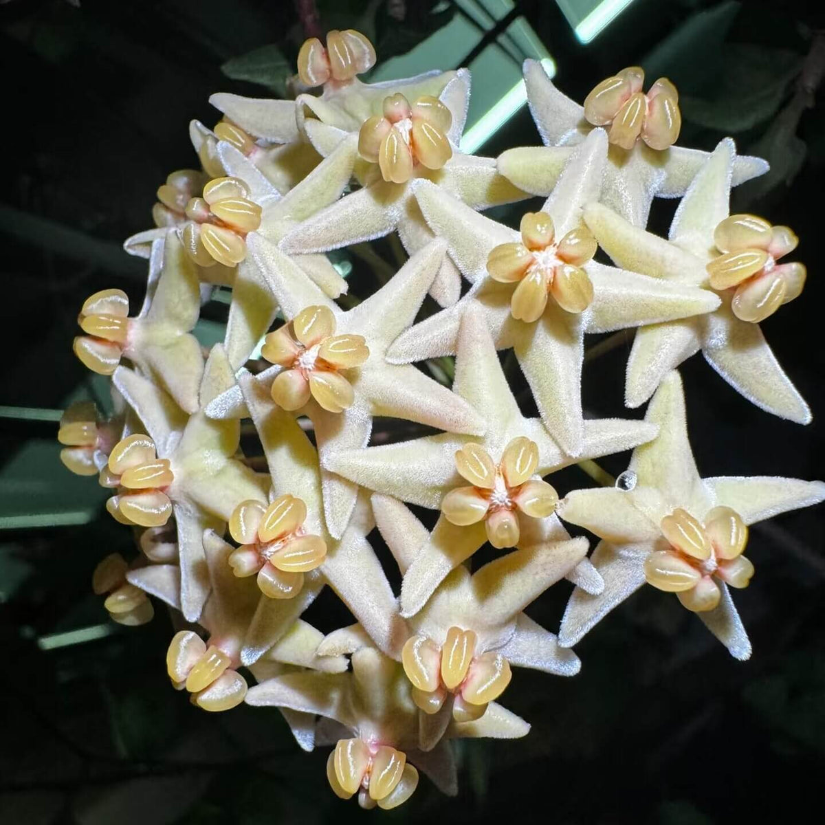 Hoya hypolasia is a rare epiphytic Hoya native to Papua New Guinea, particularly notable for its long, narrow, heavily pubescent foliage. The leaves can reach approximately 12–18 cm long and 4–4.5 cm wide, becoming thicker, darker, and more rigid with age while retaining their characteristic soft, fuzzy texture. Mature plants produce umbels of around 15–25 pale yellow to greenish-yellow flowers, each approximately 2 cm across, with a contrasting yellow corona.